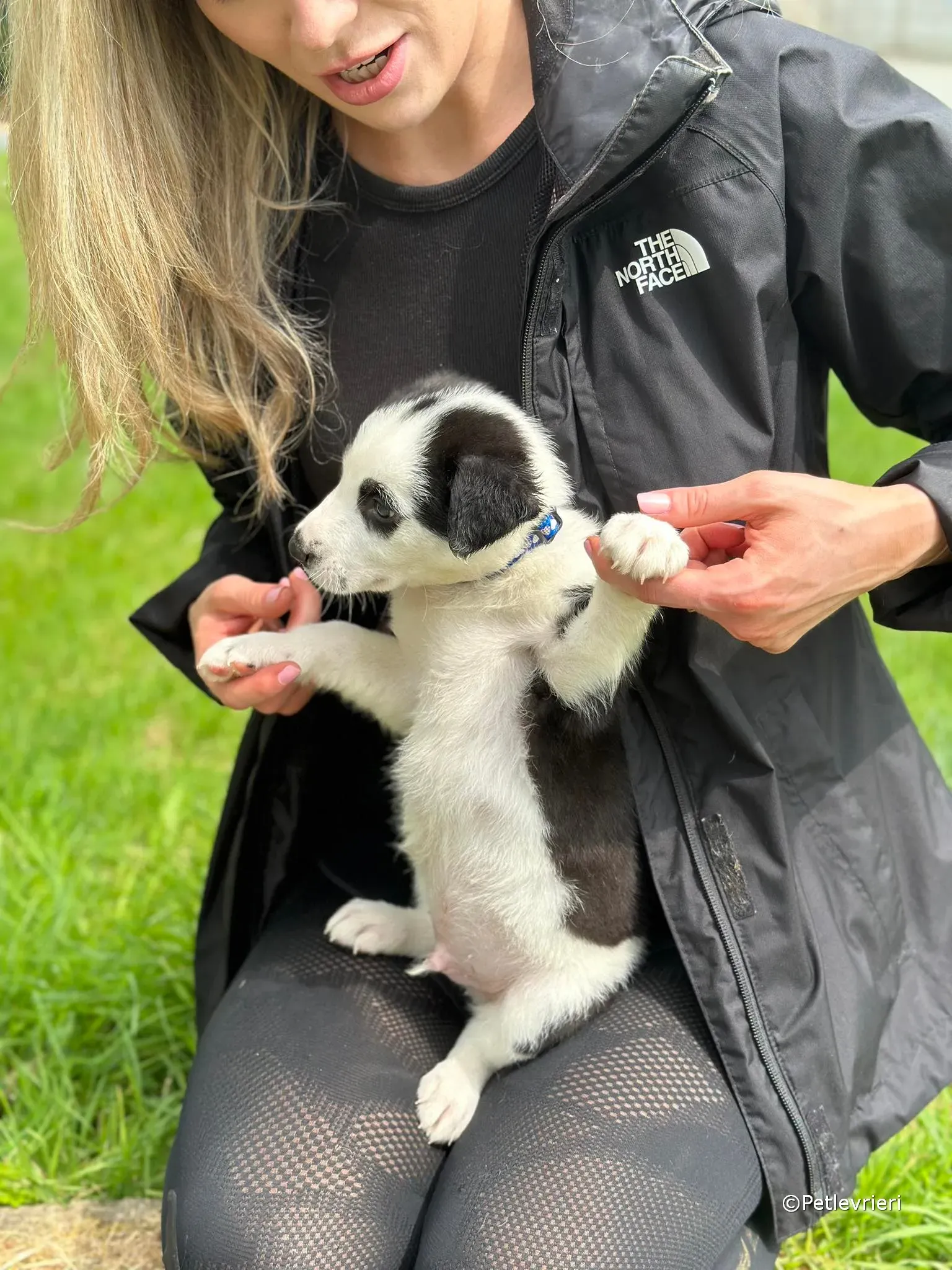 ozzie adozione greyhound petlevrieri 11 1
