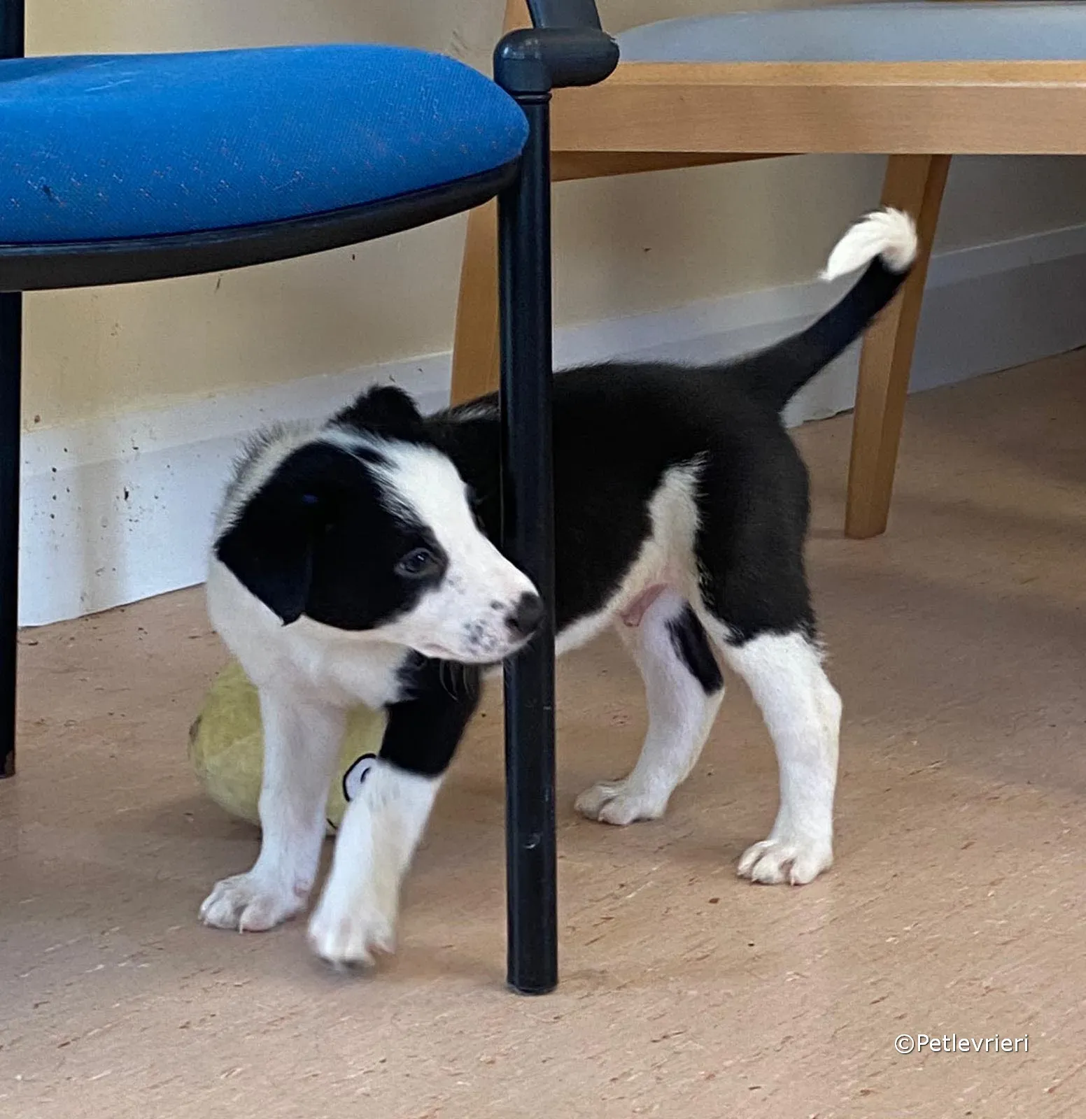 ozzie adozione greyhound petlevrieri 11 2