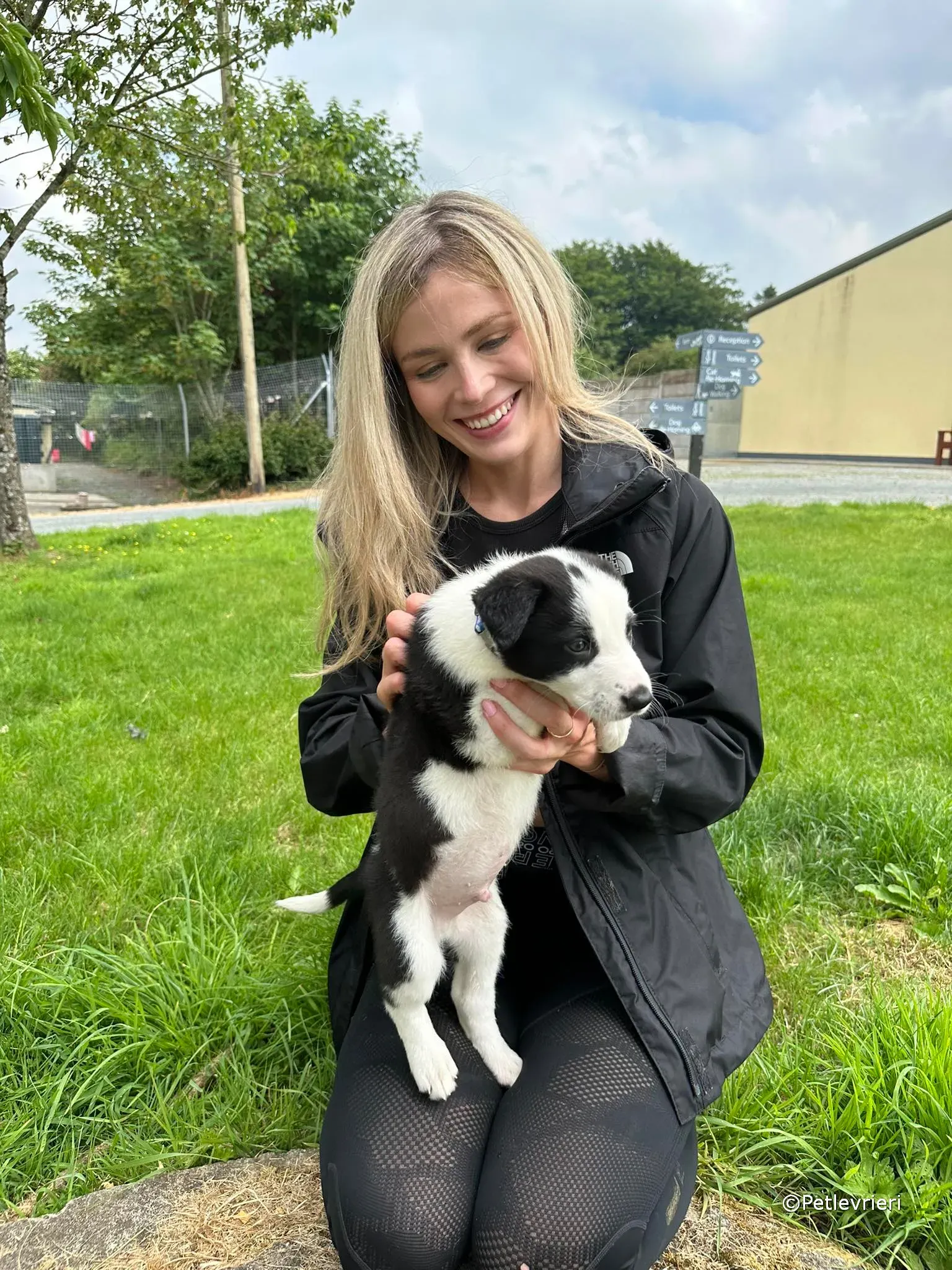 ozzie adozione greyhound petlevrieri 12 1