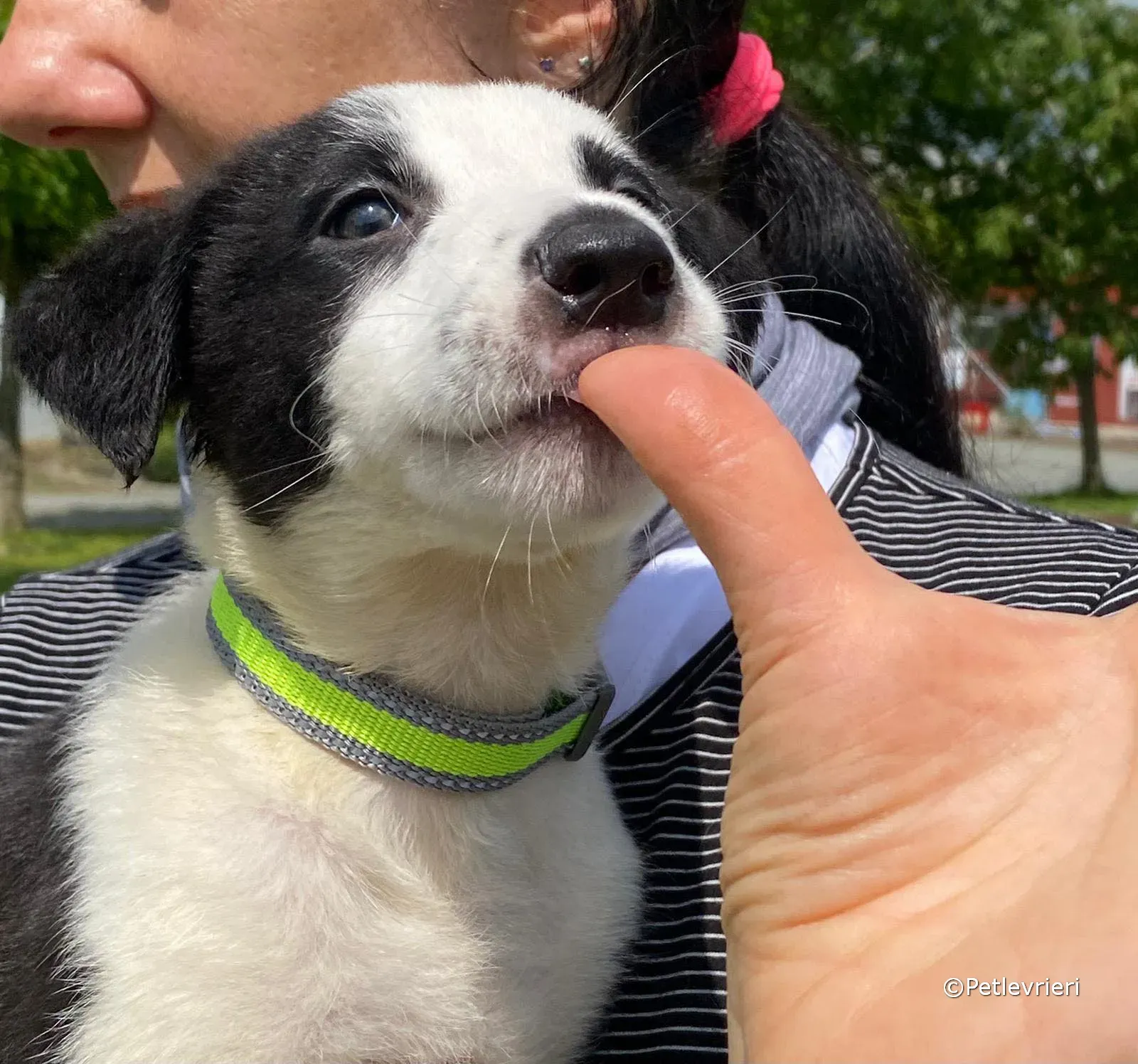 ozzie adozione greyhound petlevrieri 12 2