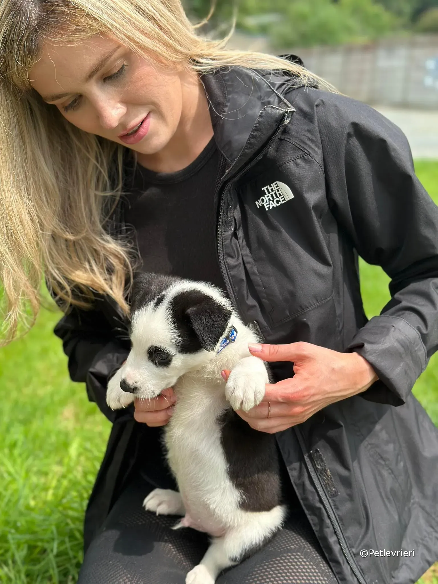 ozzie adozione greyhound petlevrieri 13 1