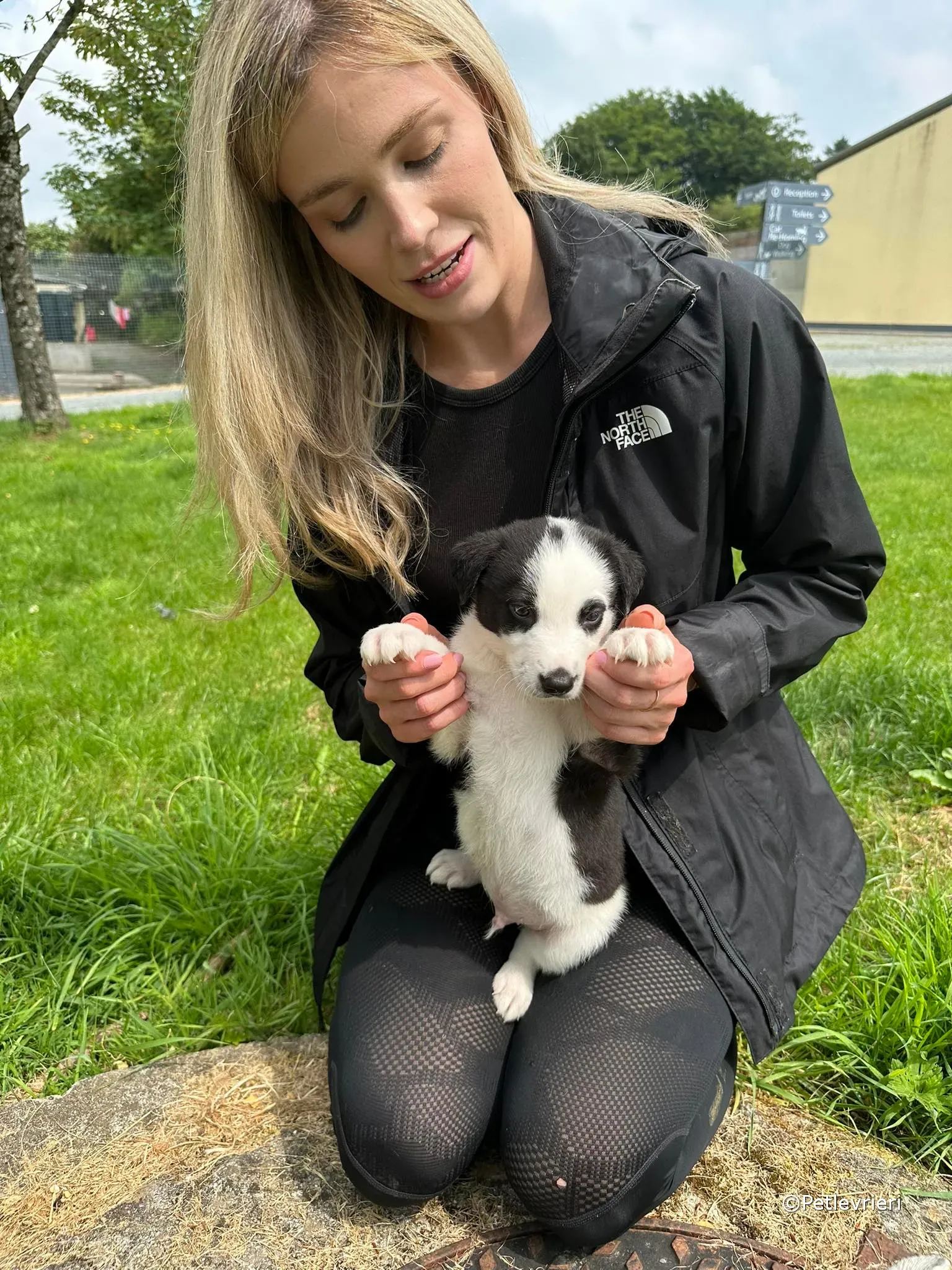 ozzie adozione greyhound petlevrieri 14