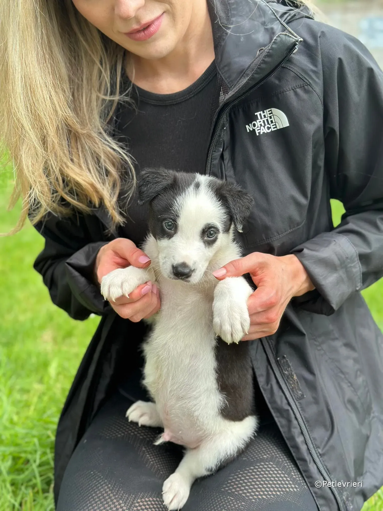 ozzie adozione greyhound petlevrieri 18