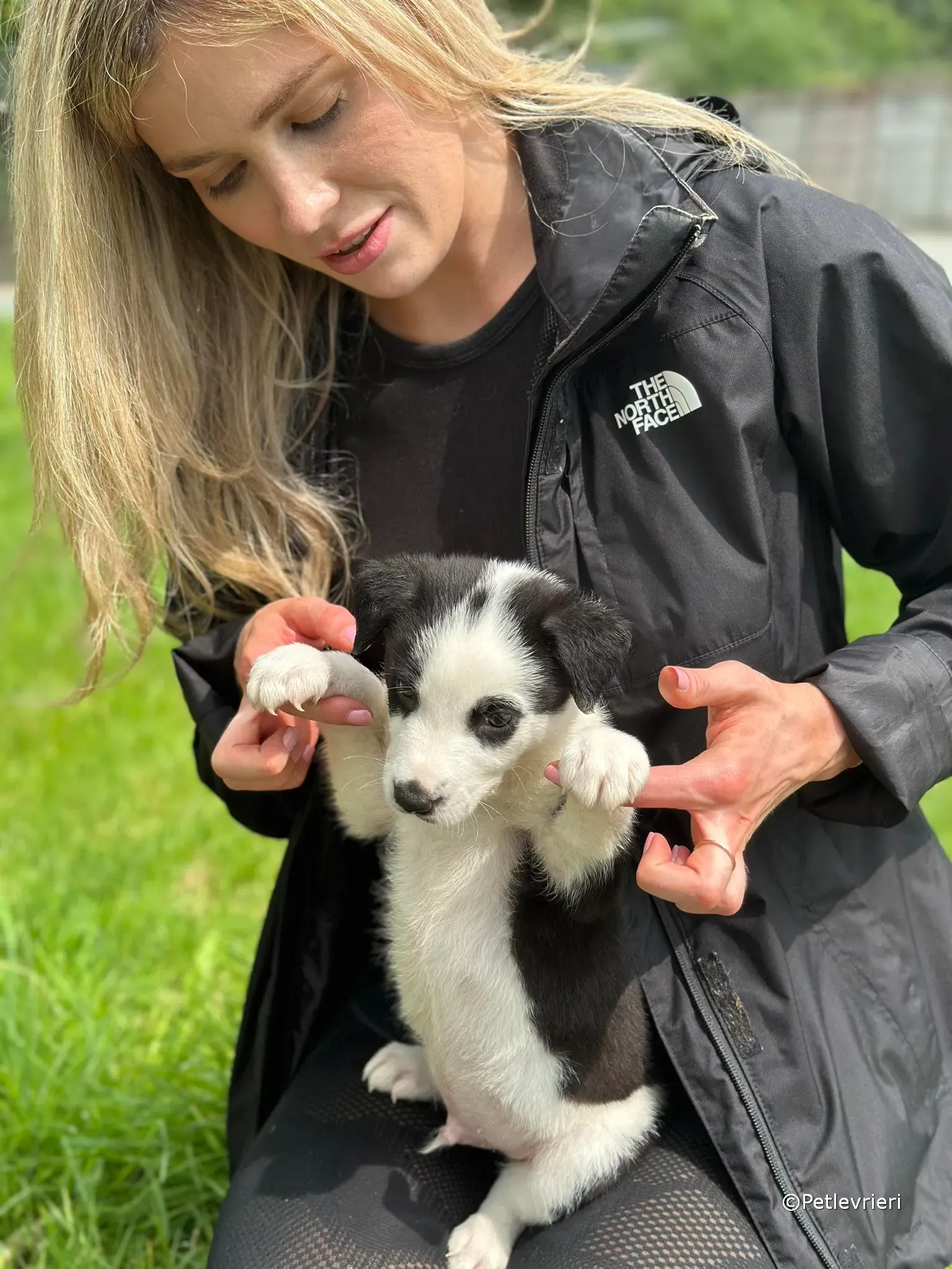 ozzie adozione greyhound petlevrieri 27