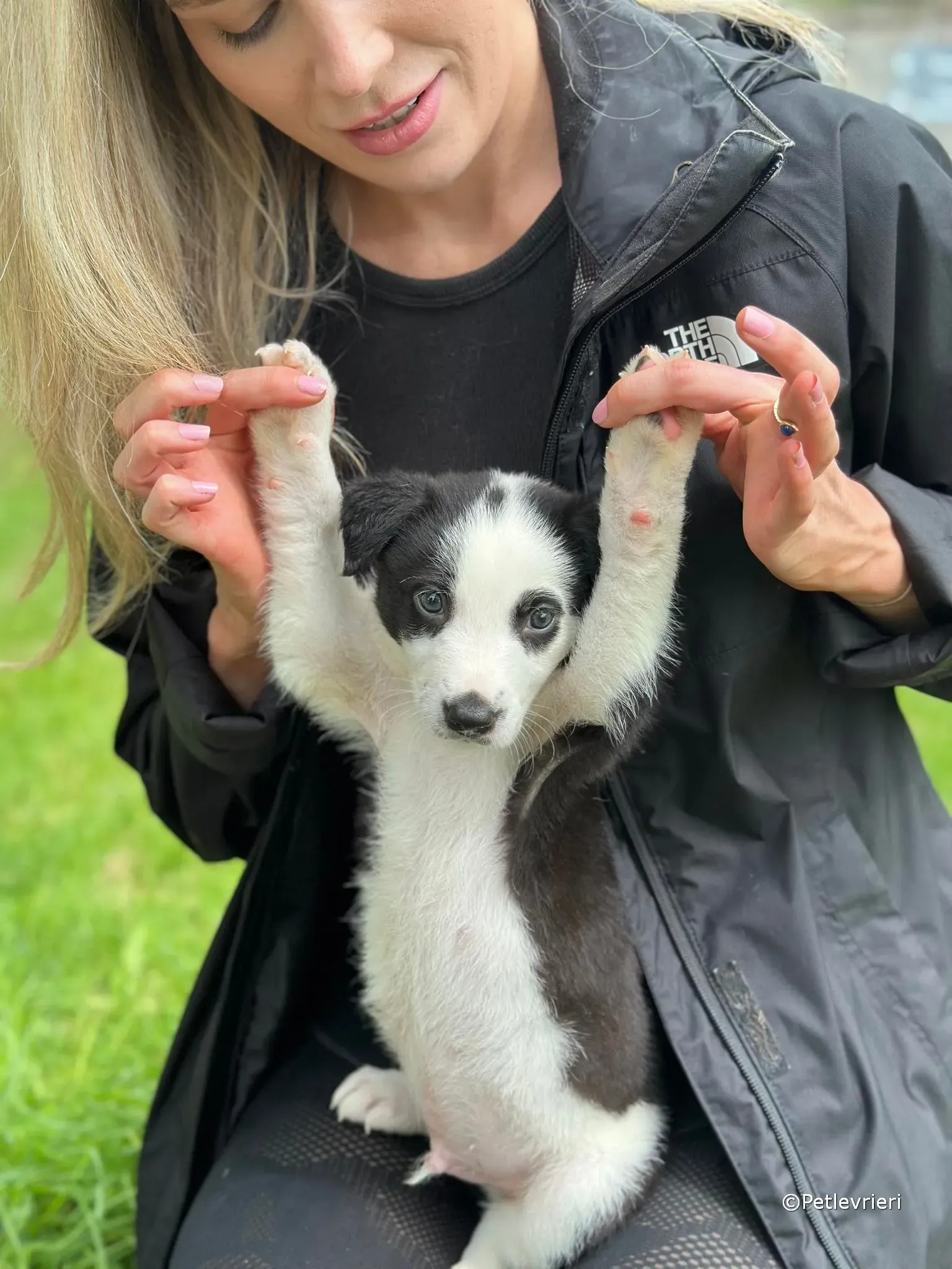 ozzie adozione greyhound petlevrieri 29