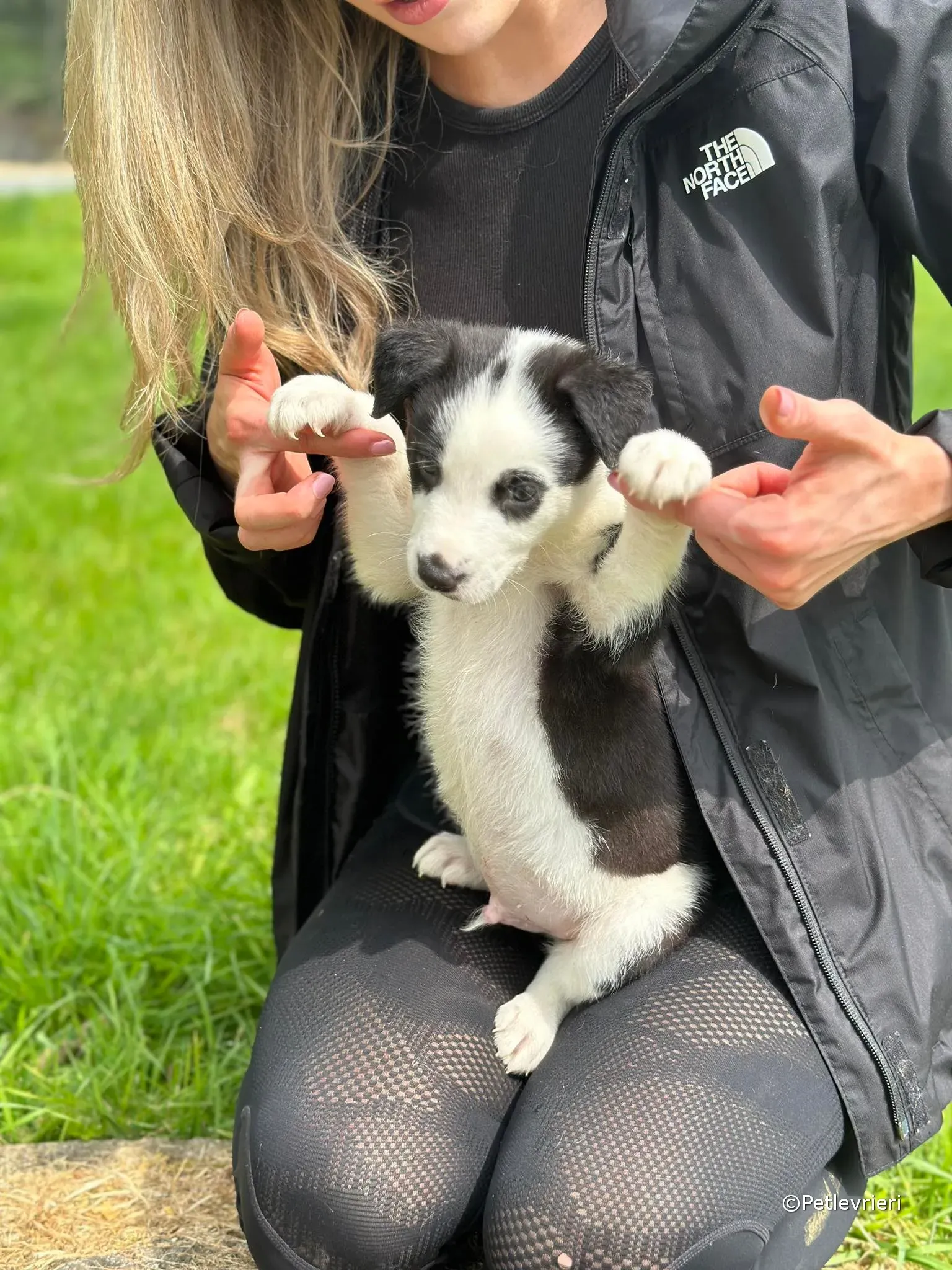 ozzie adozione greyhound petlevrieri 35