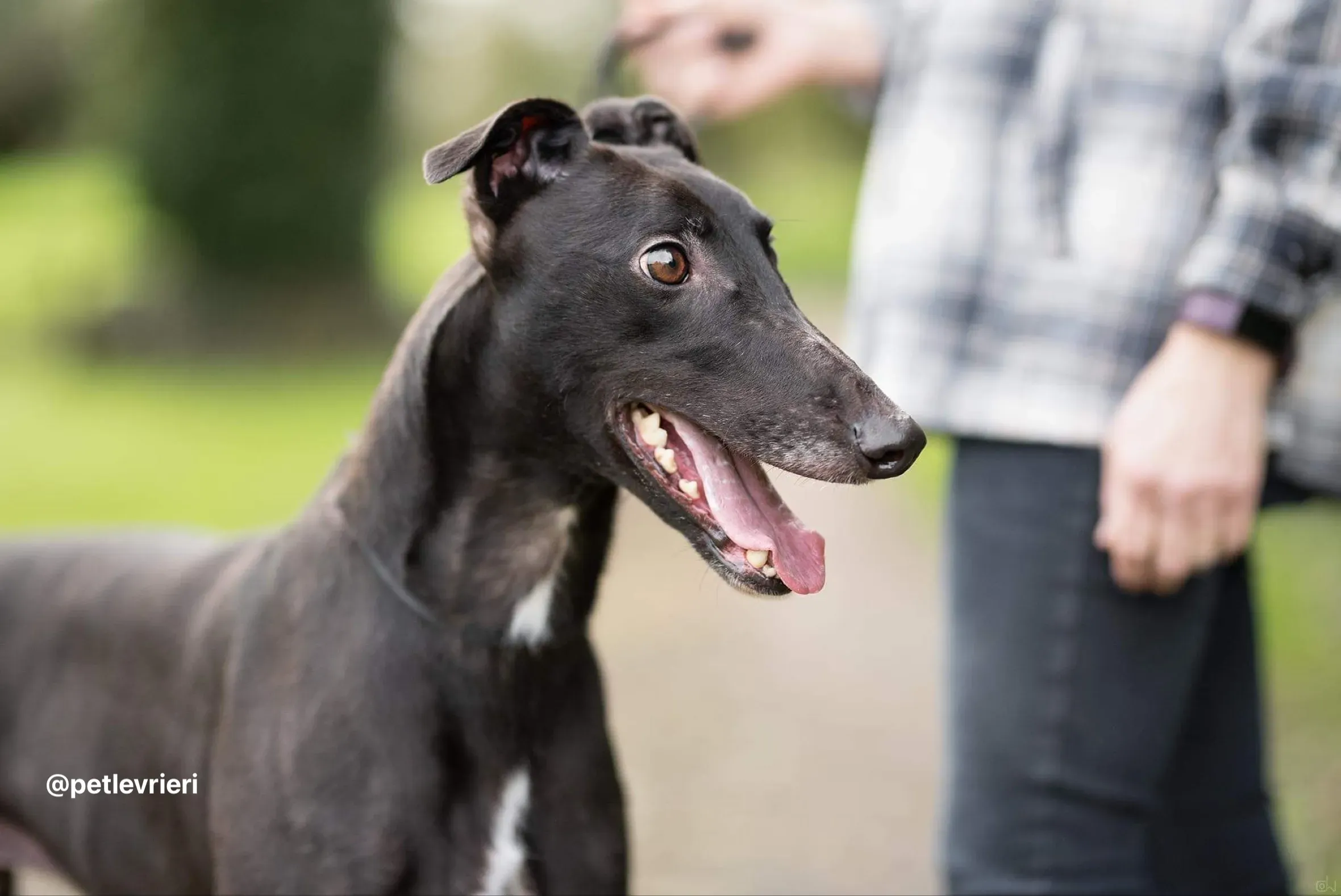 paddy adozione greyhound pet levrieri 1