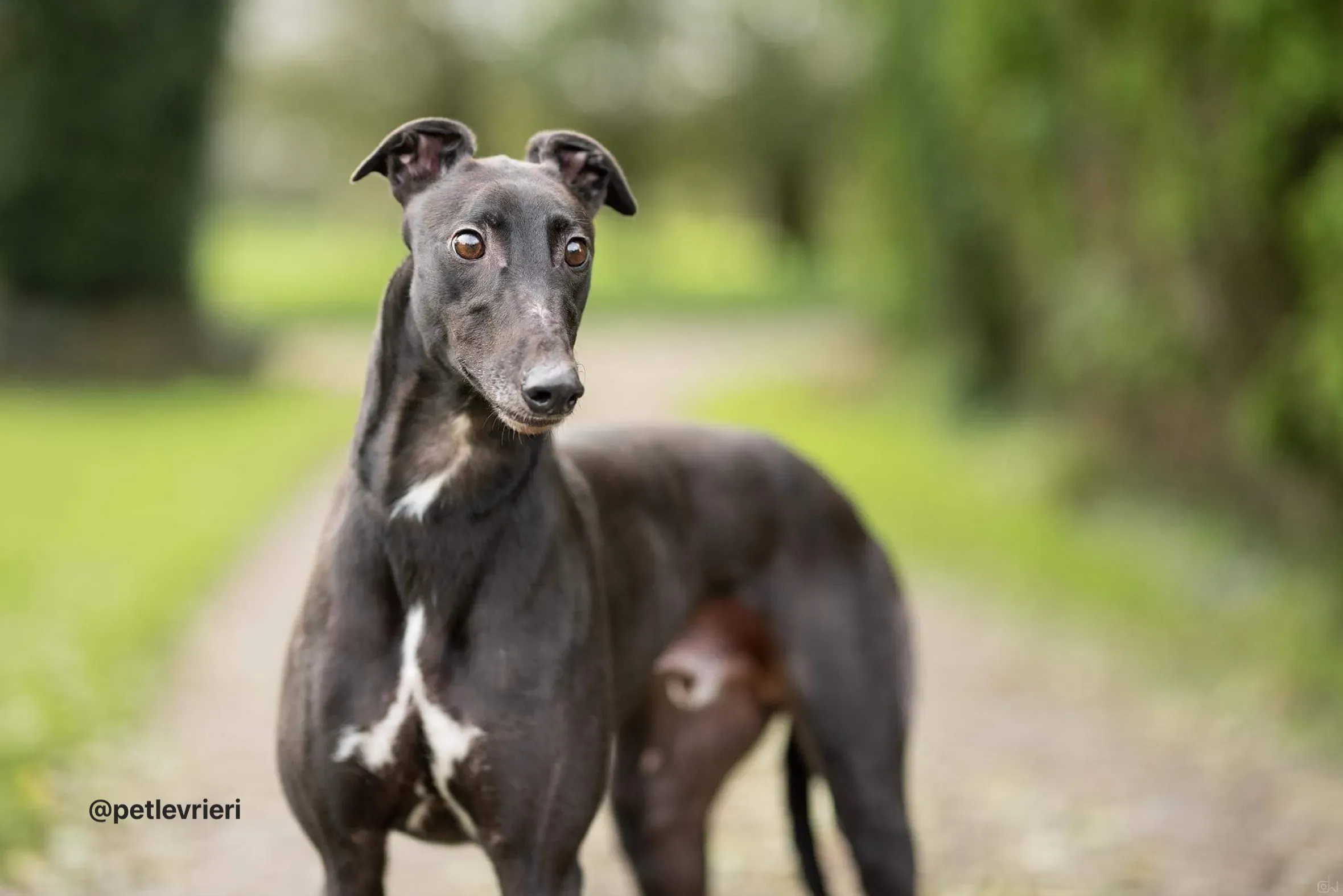 paddy adozione greyhound pet levrieri 2