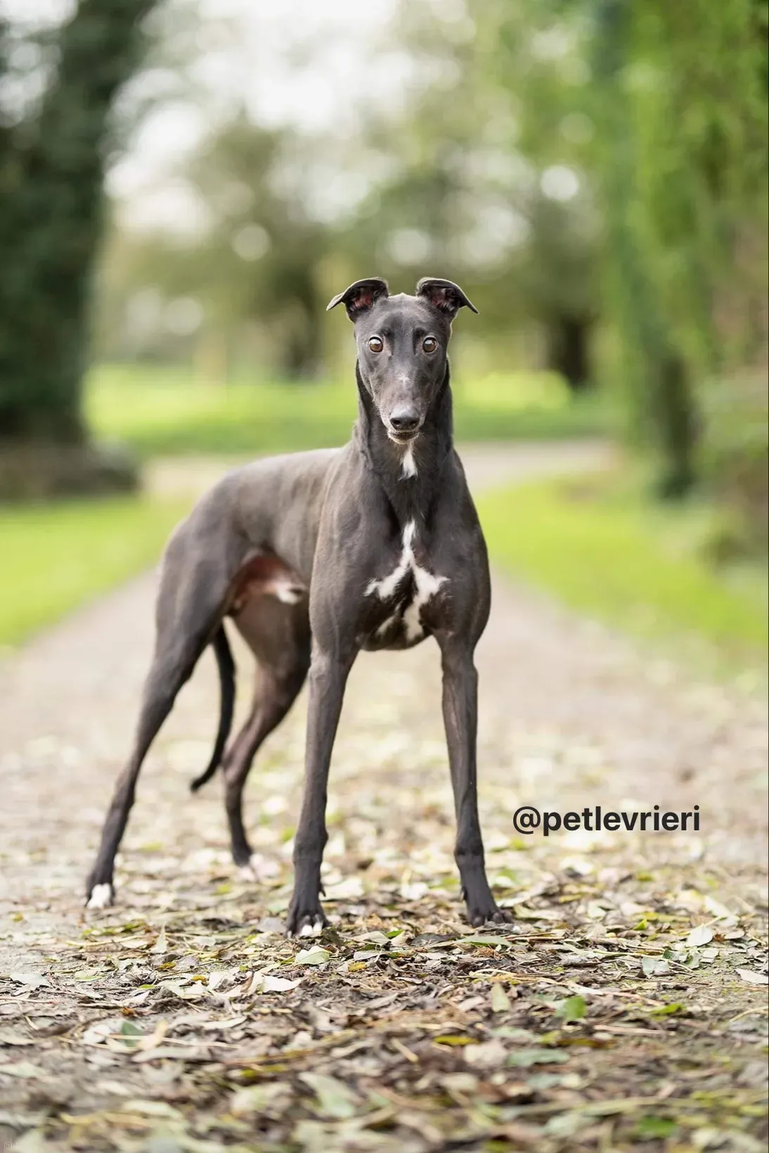 paddy adozione greyhound pet levrieri 3