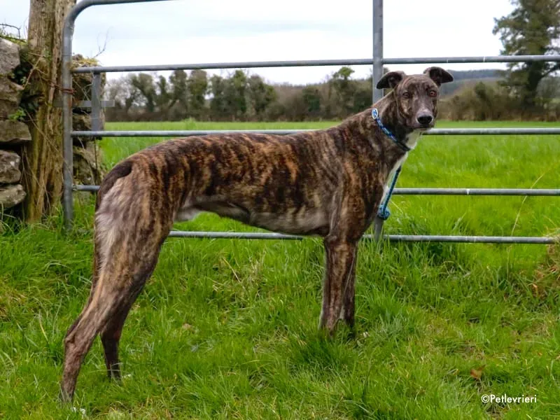 paddy adozione levrieri greyhound 1 1