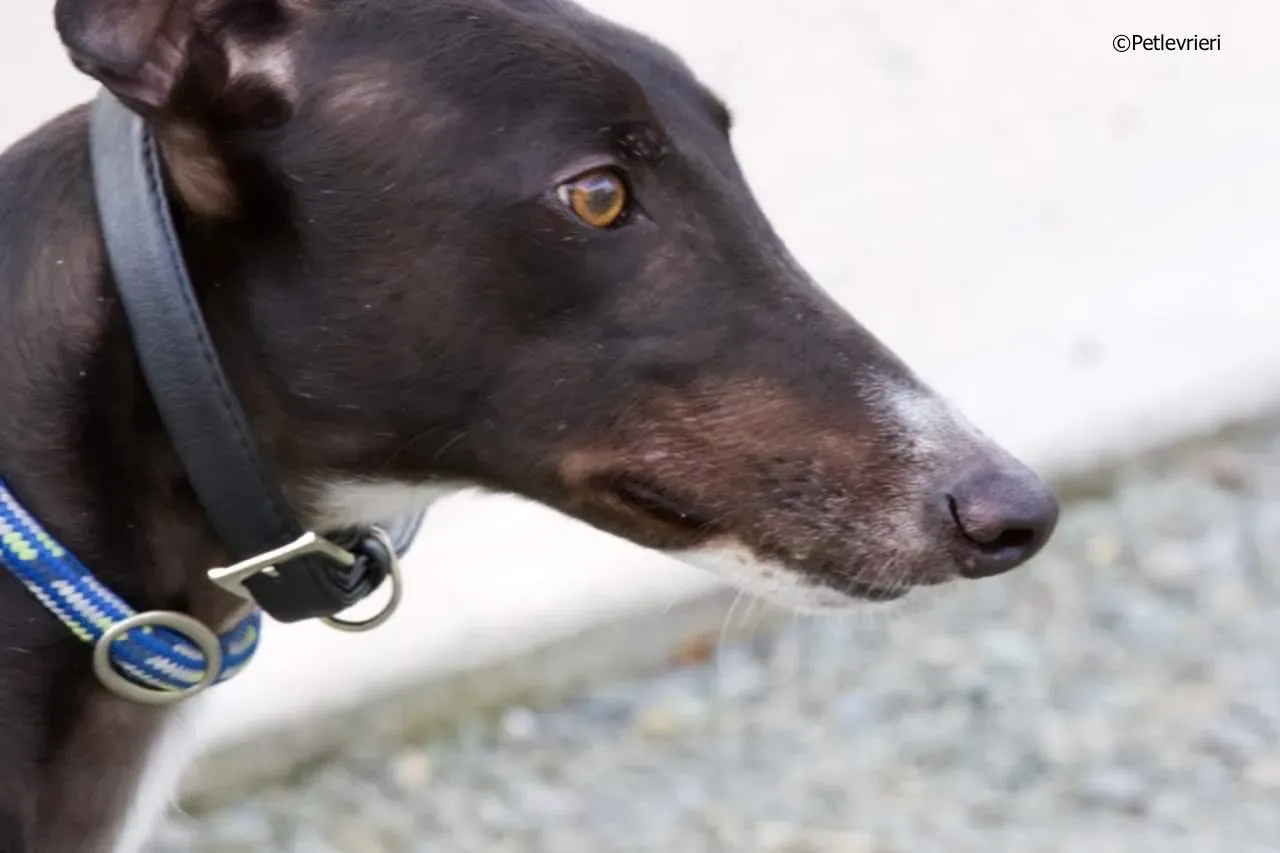 paddy adozione levrieri greyhound 10 1