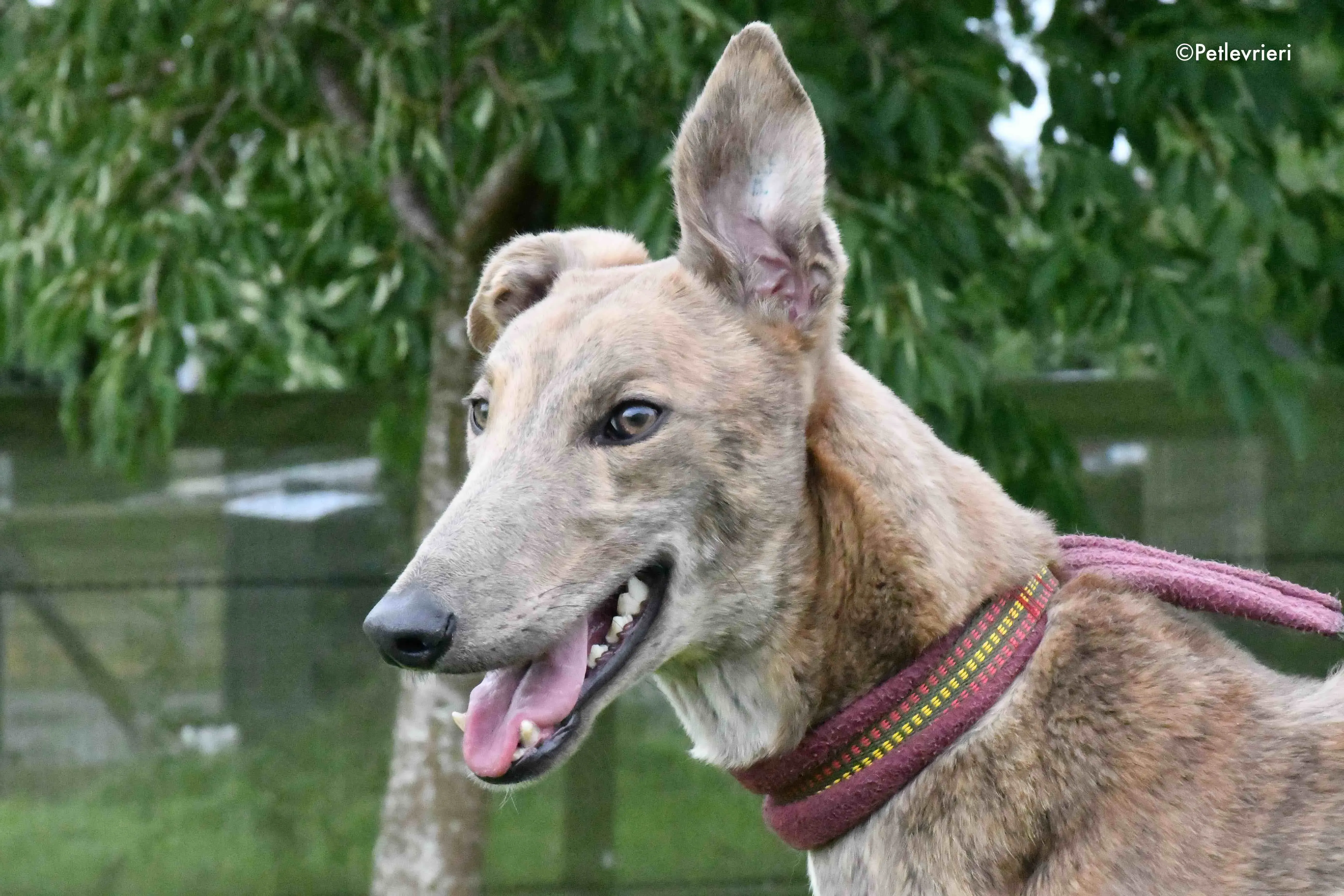 paddy adozione levrieri greyhound 10