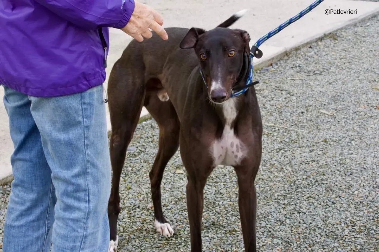 paddy adozione levrieri greyhound 11 2