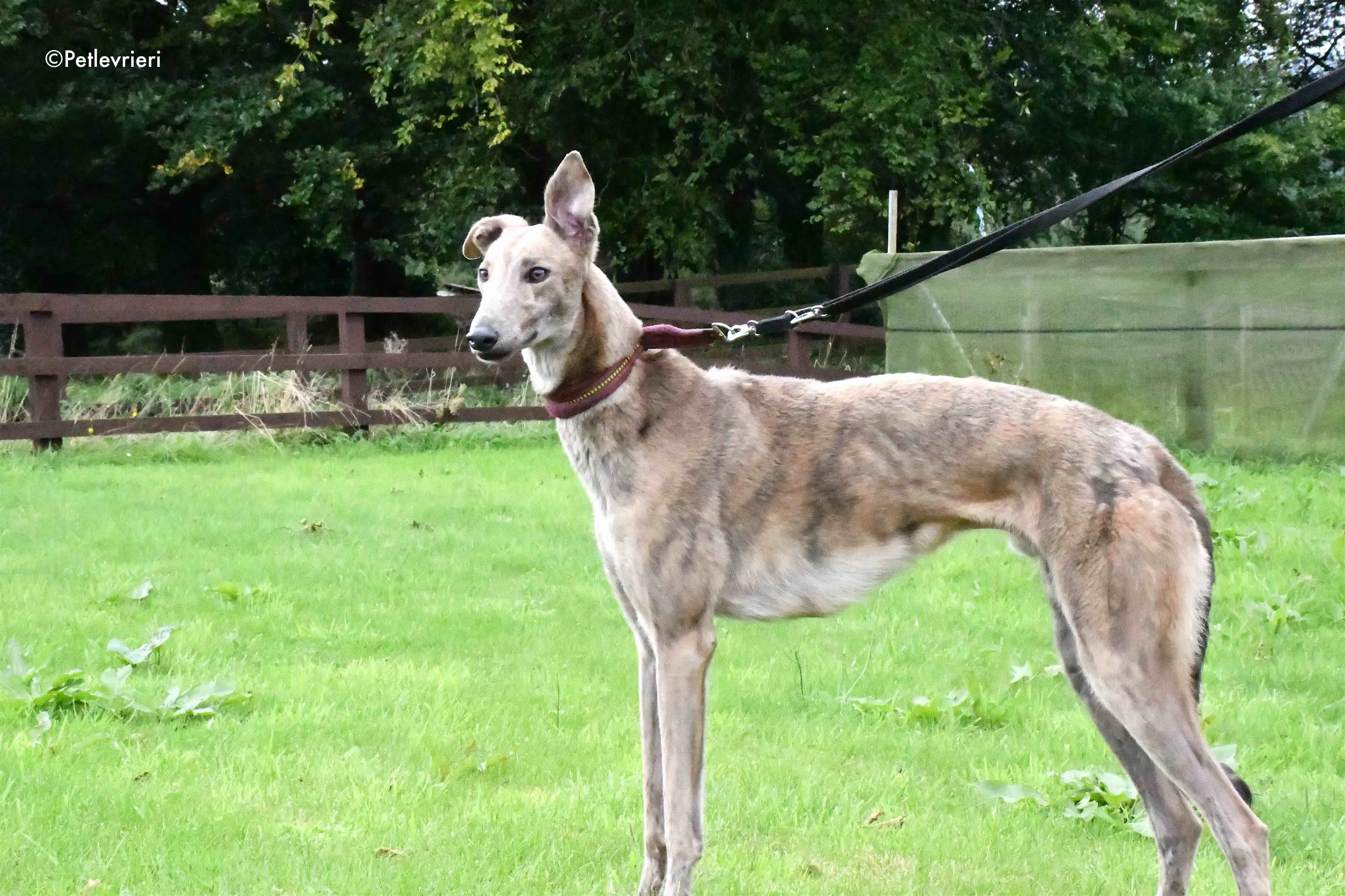 paddy adozione levrieri greyhound 11
