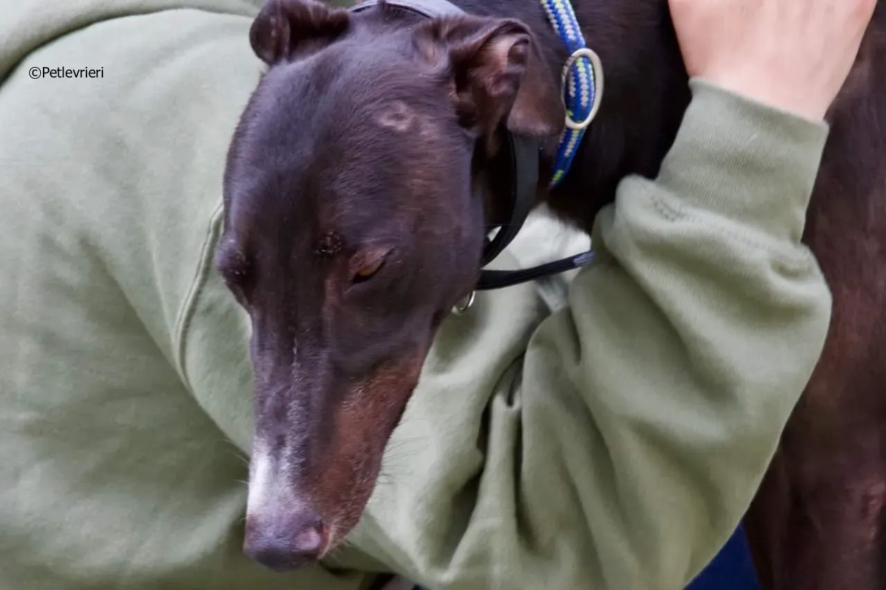 paddy adozione levrieri greyhound 12 1