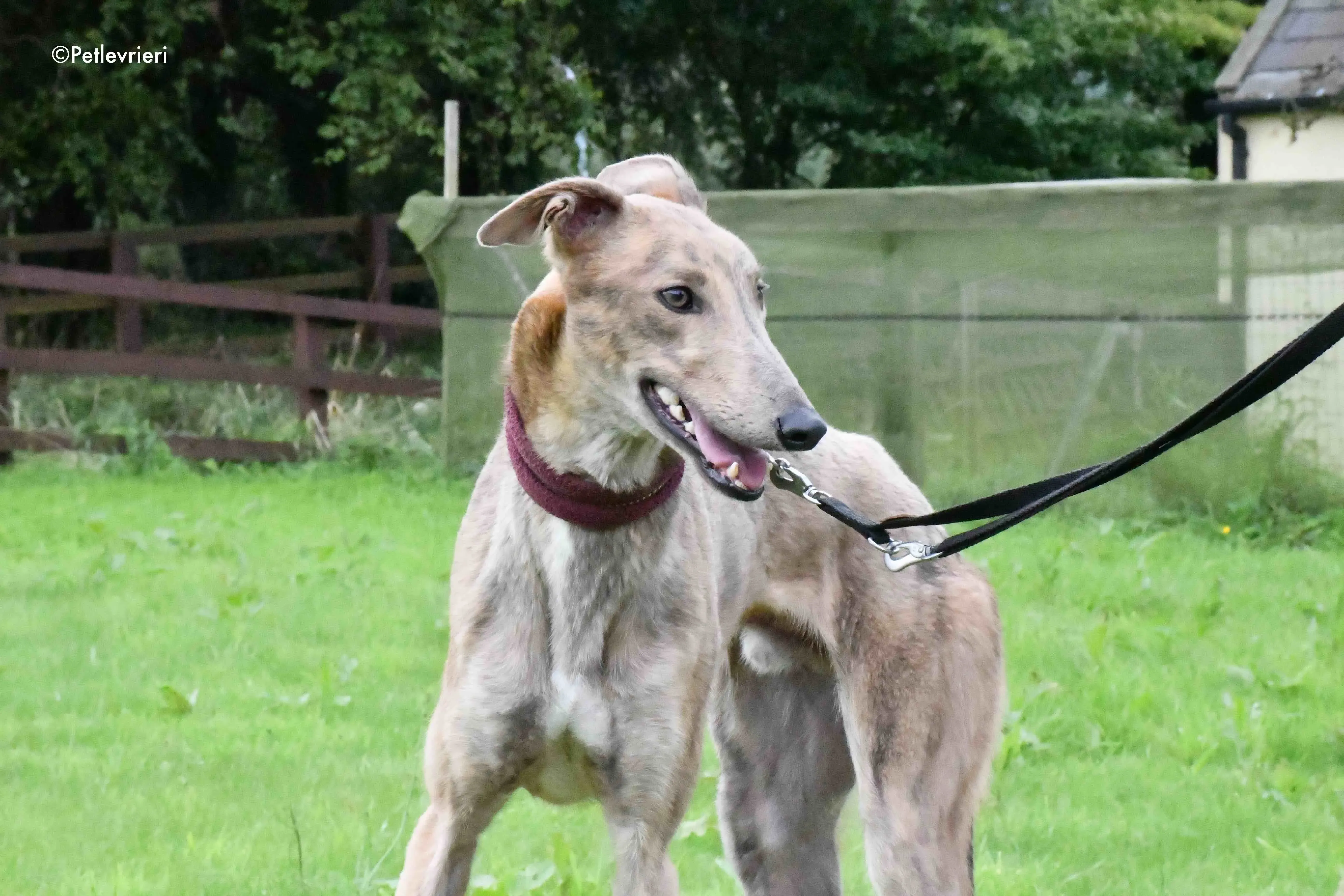paddy adozione levrieri greyhound 12