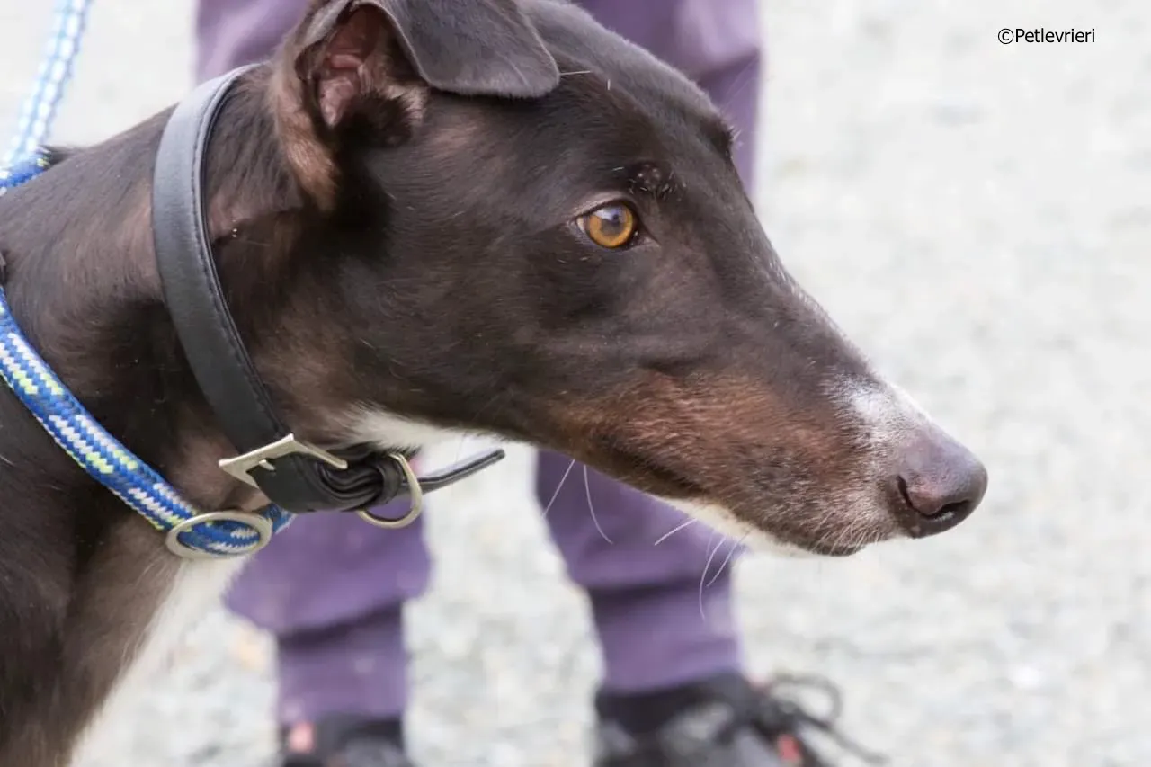 paddy adozione levrieri greyhound 13 1
