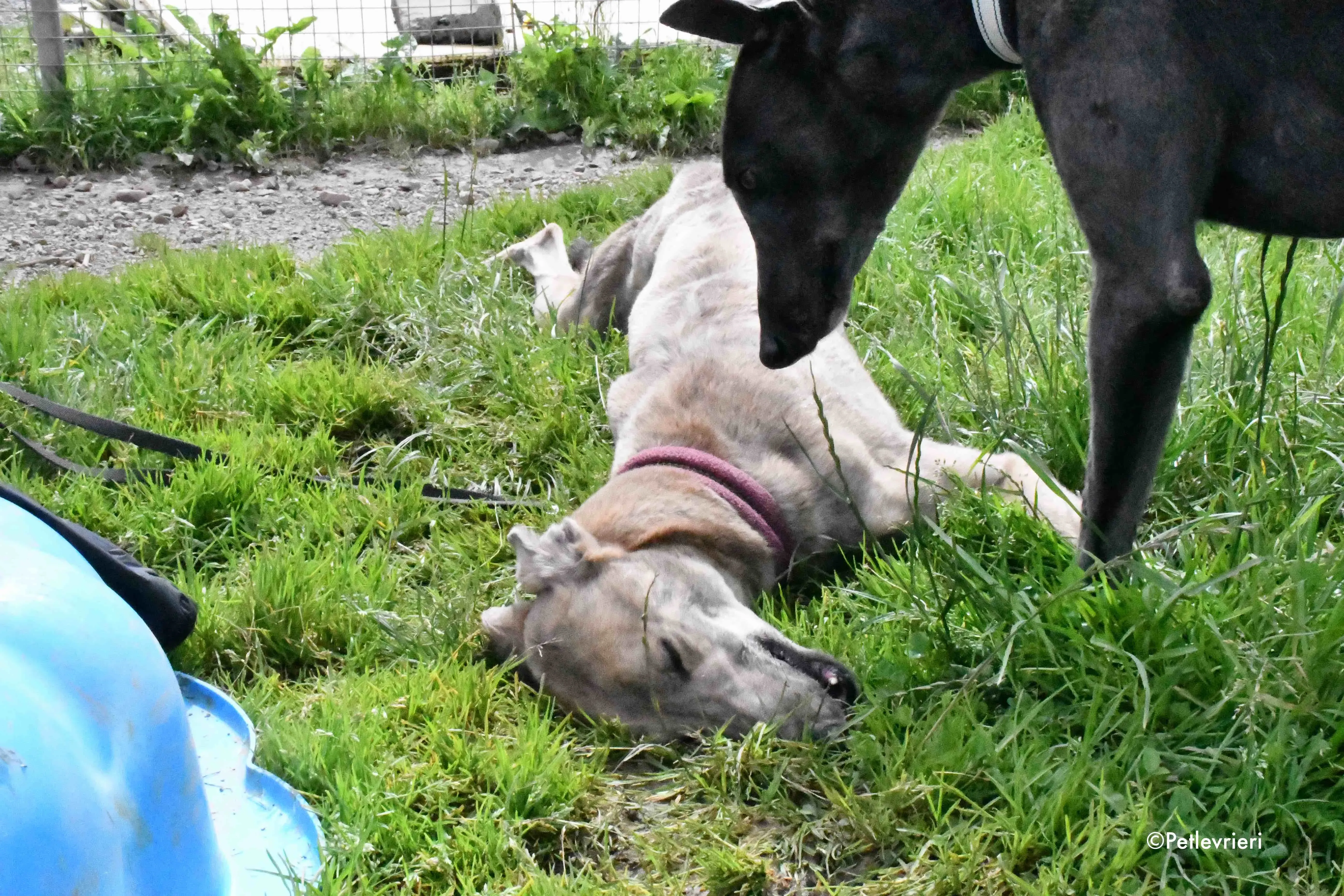 paddy adozione levrieri greyhound 13