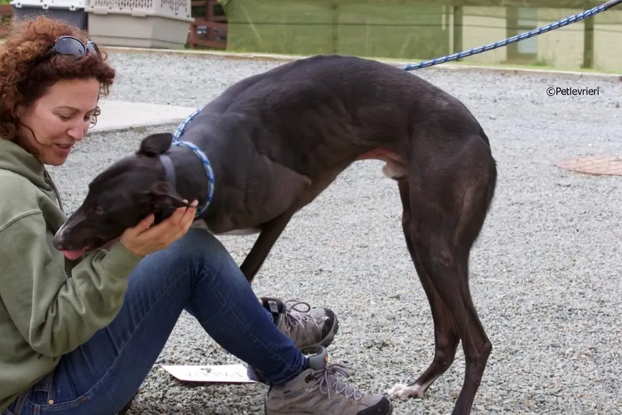 paddy adozione levrieri greyhound 14 1