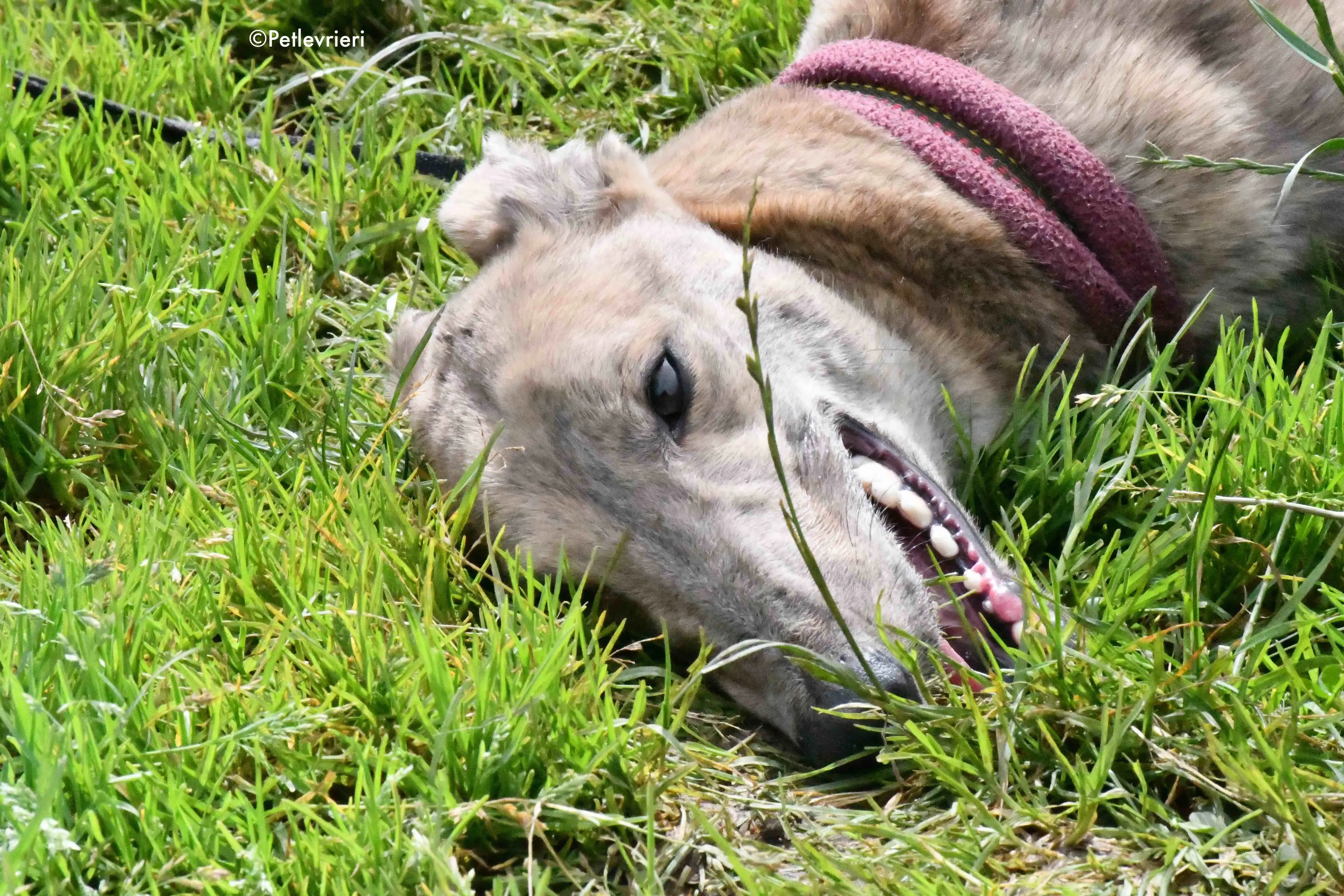 paddy adozione levrieri greyhound 14