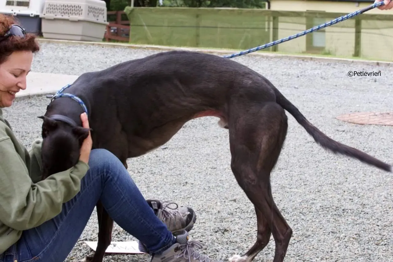 paddy adozione levrieri greyhound 15 1