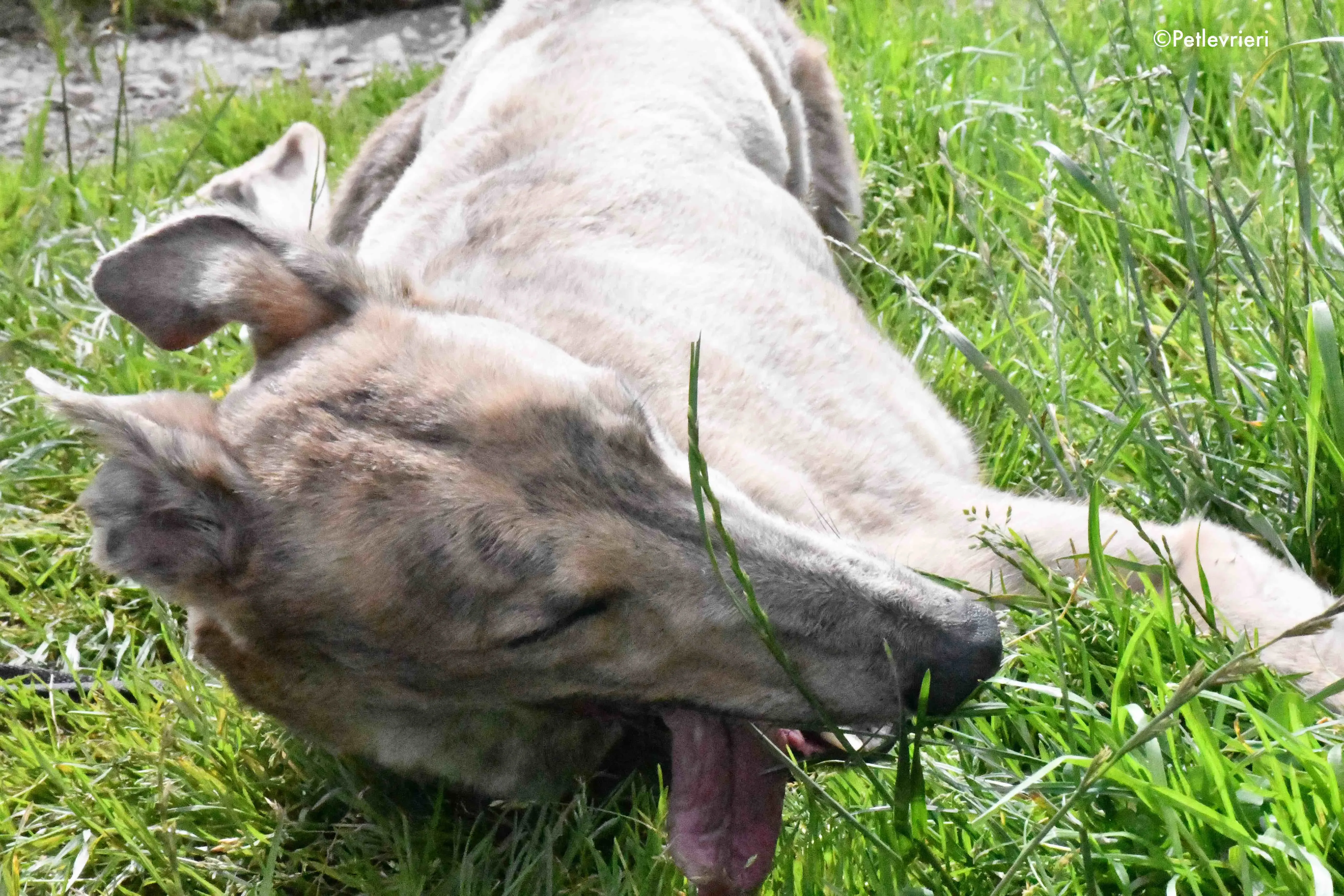 paddy adozione levrieri greyhound 15