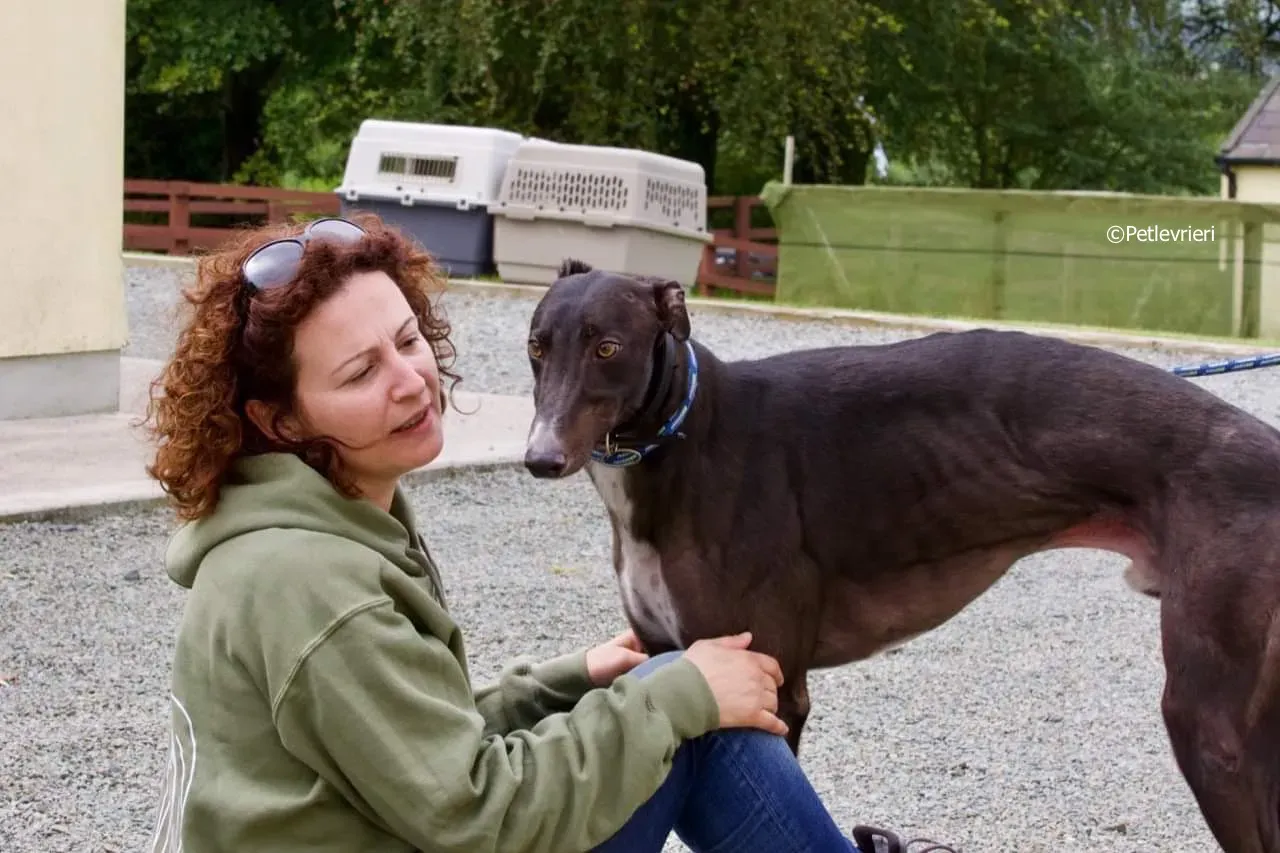 paddy adozione levrieri greyhound 16 1