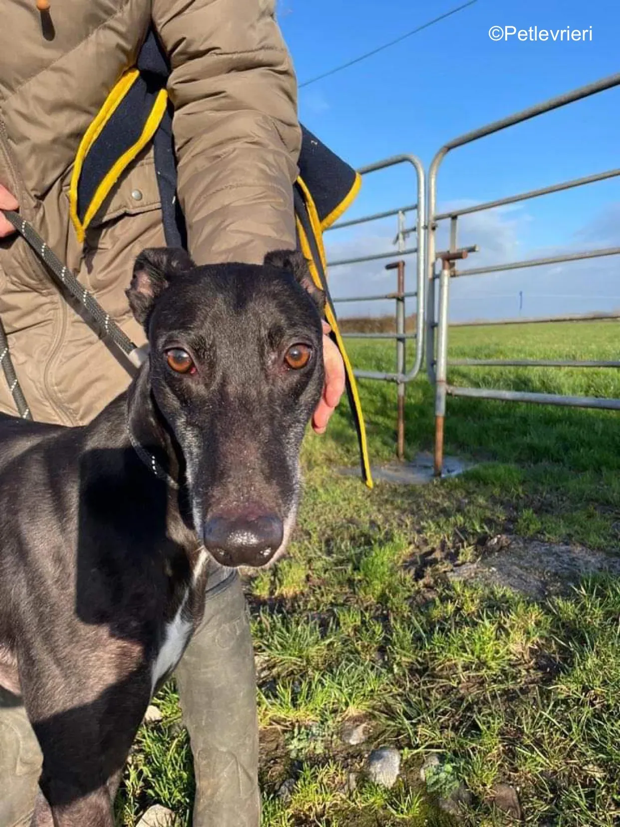 paddy adozione levrieri greyhound 4