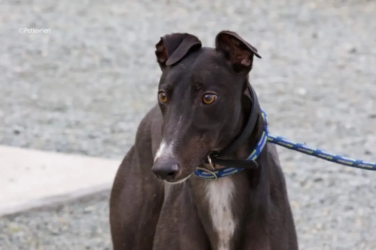 paddy adozione levrieri greyhound 17 1