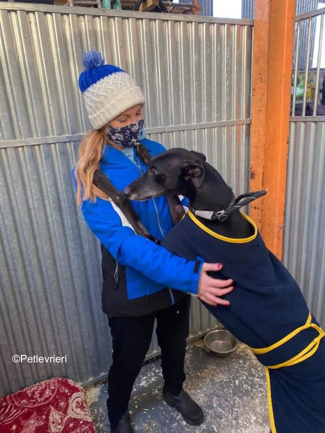 paddy adozione levrieri greyhound 5