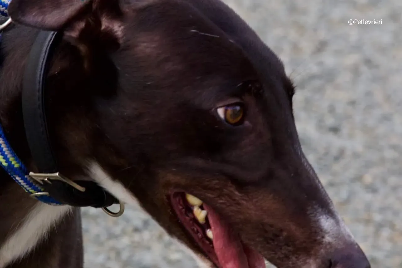 paddy adozione levrieri greyhound 18 1