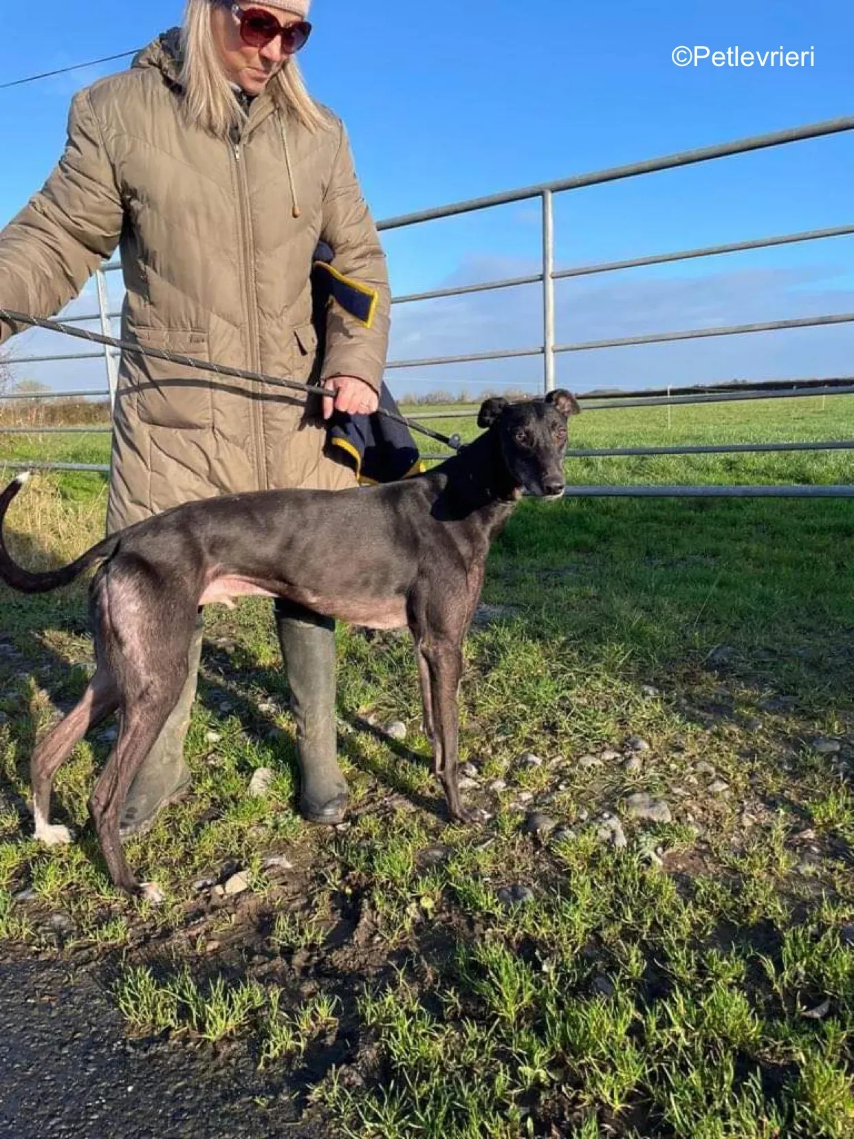 paddy adozione levrieri greyhound 6