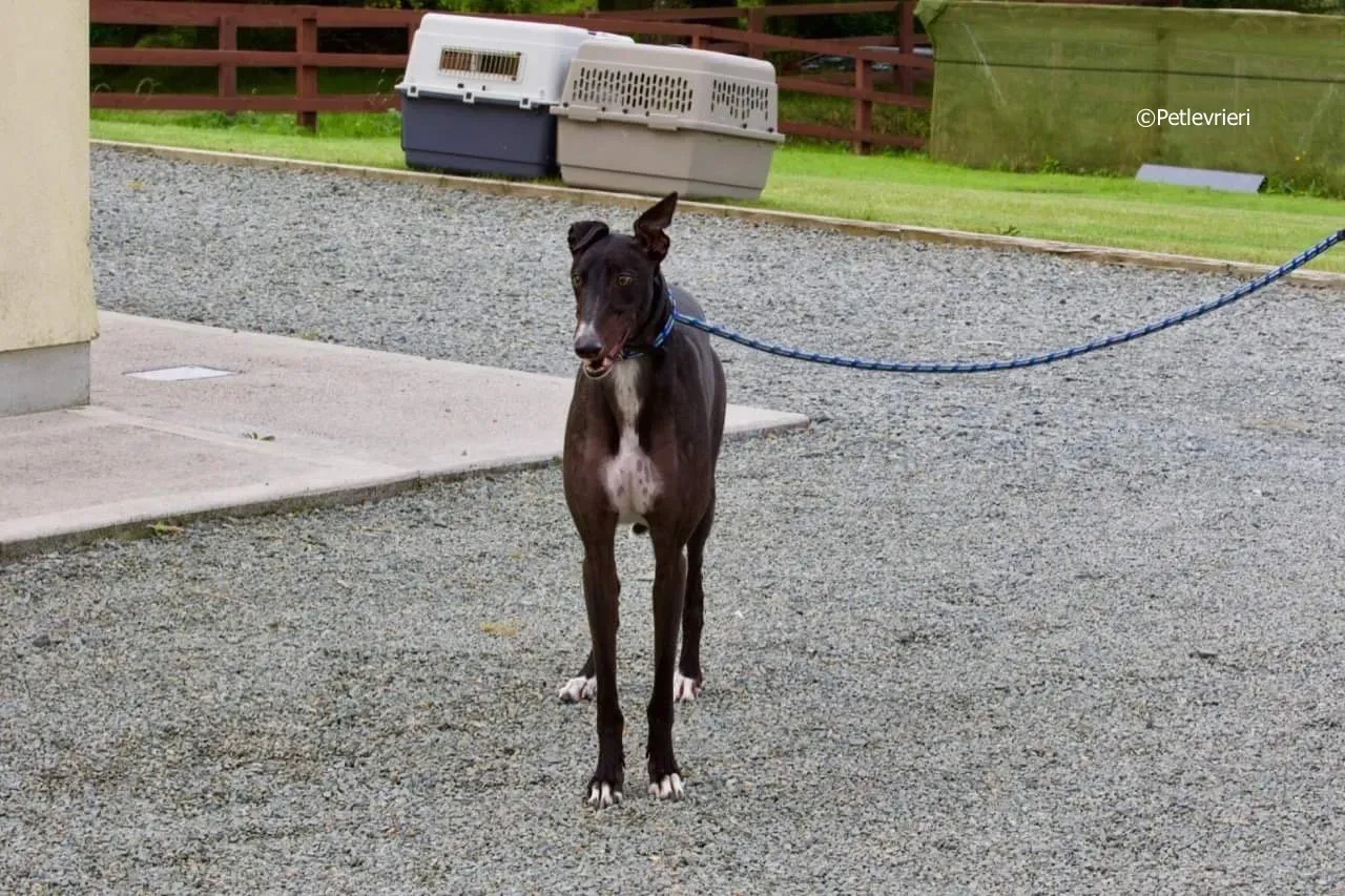 paddy adozione levrieri greyhound 19