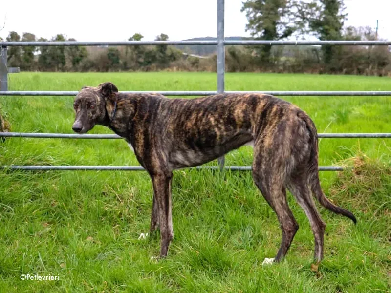 paddy adozione levrieri greyhound 2 1