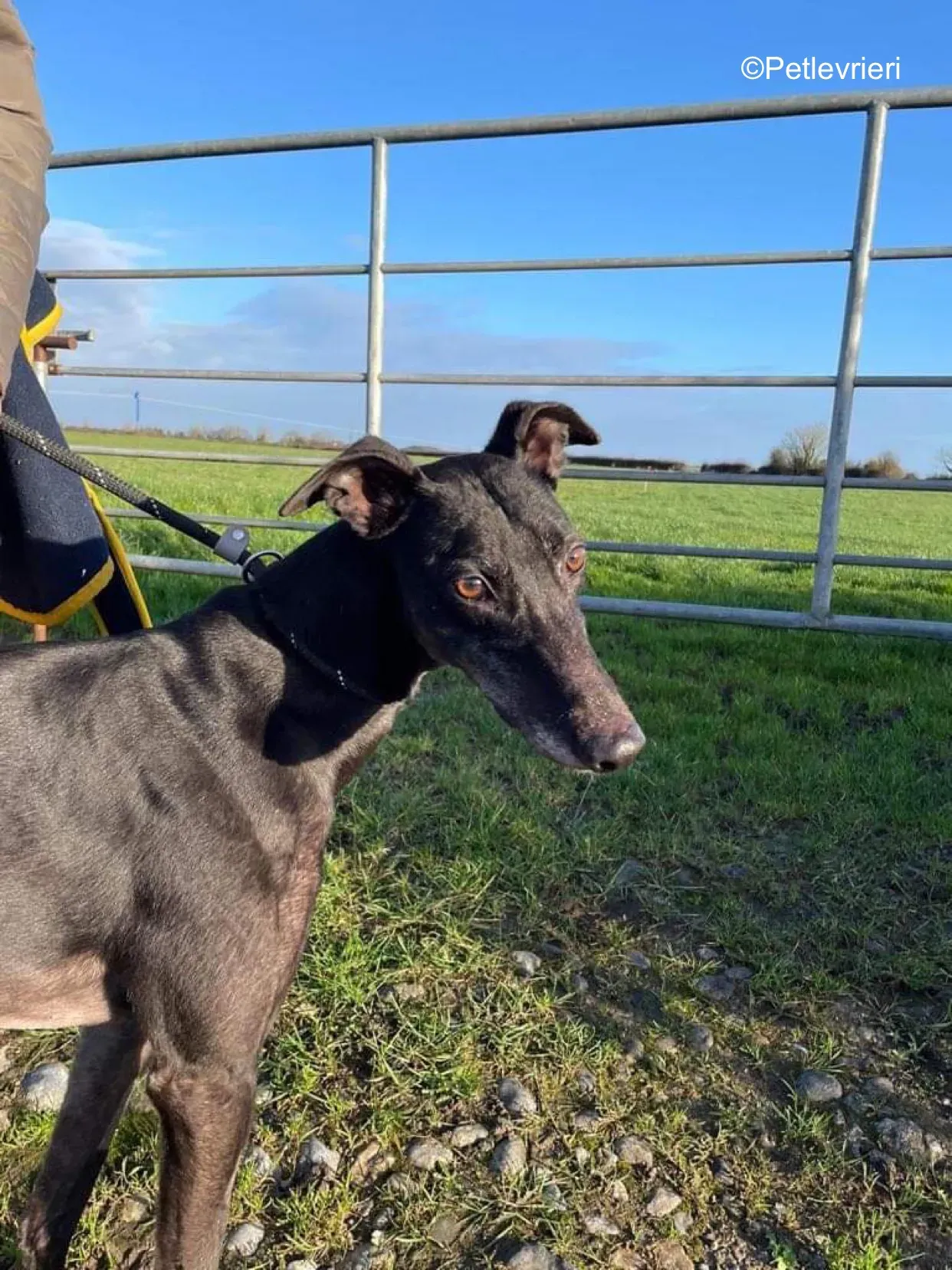 paddy adozione levrieri greyhound 1