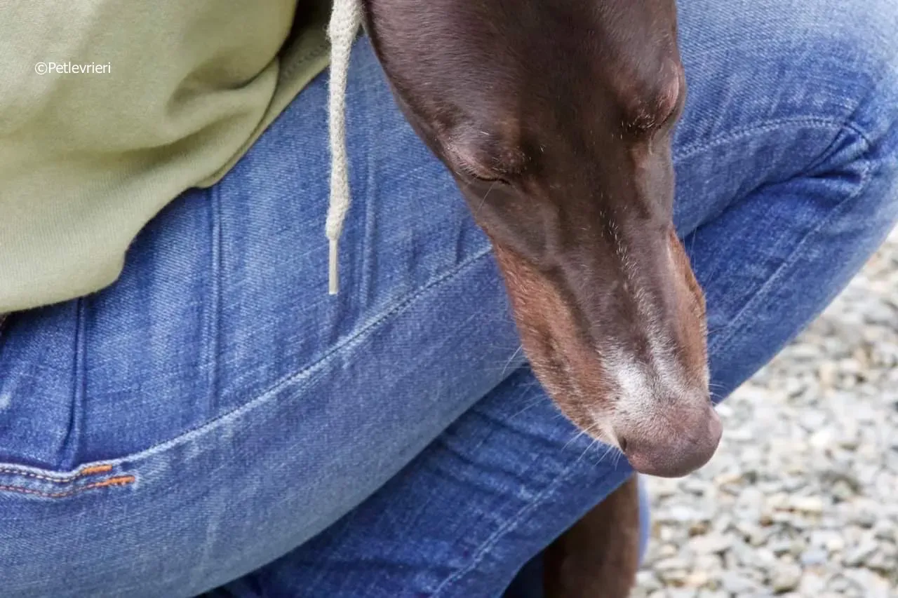 paddy adozione levrieri greyhound 20