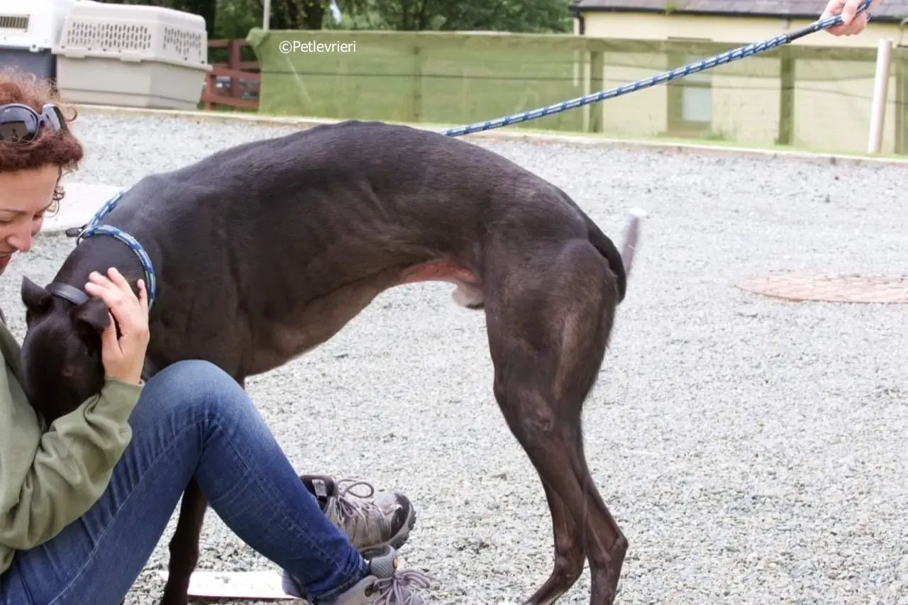paddy adozione levrieri greyhound 21