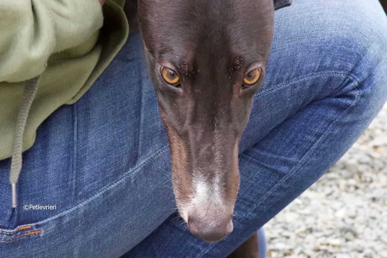 paddy adozione levrieri greyhound 22