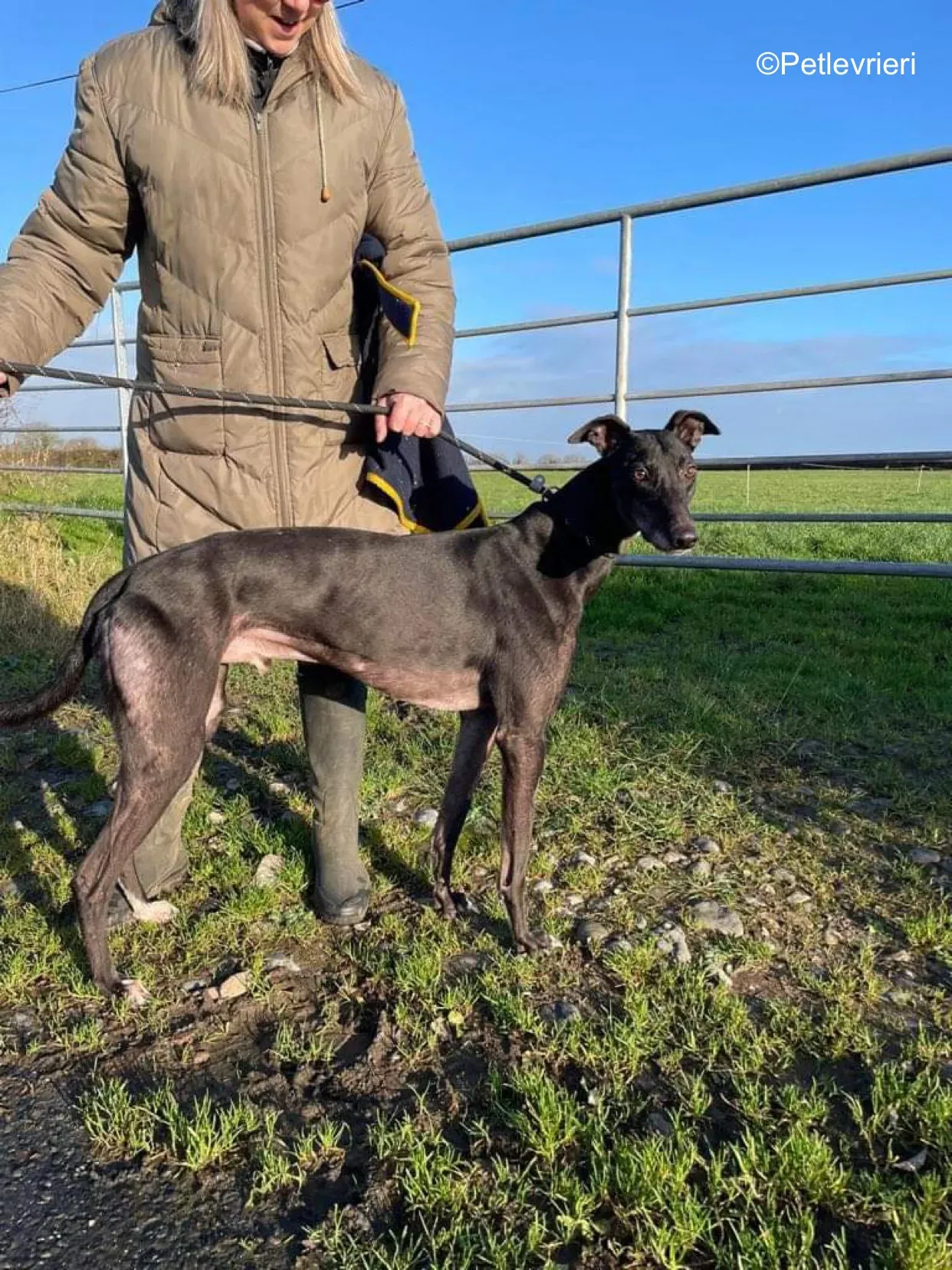 paddy adozione levrieri greyhound 7