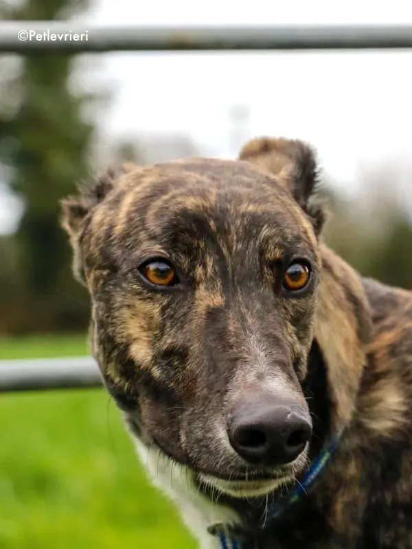 paddy adozione levrieri greyhound 3 1
