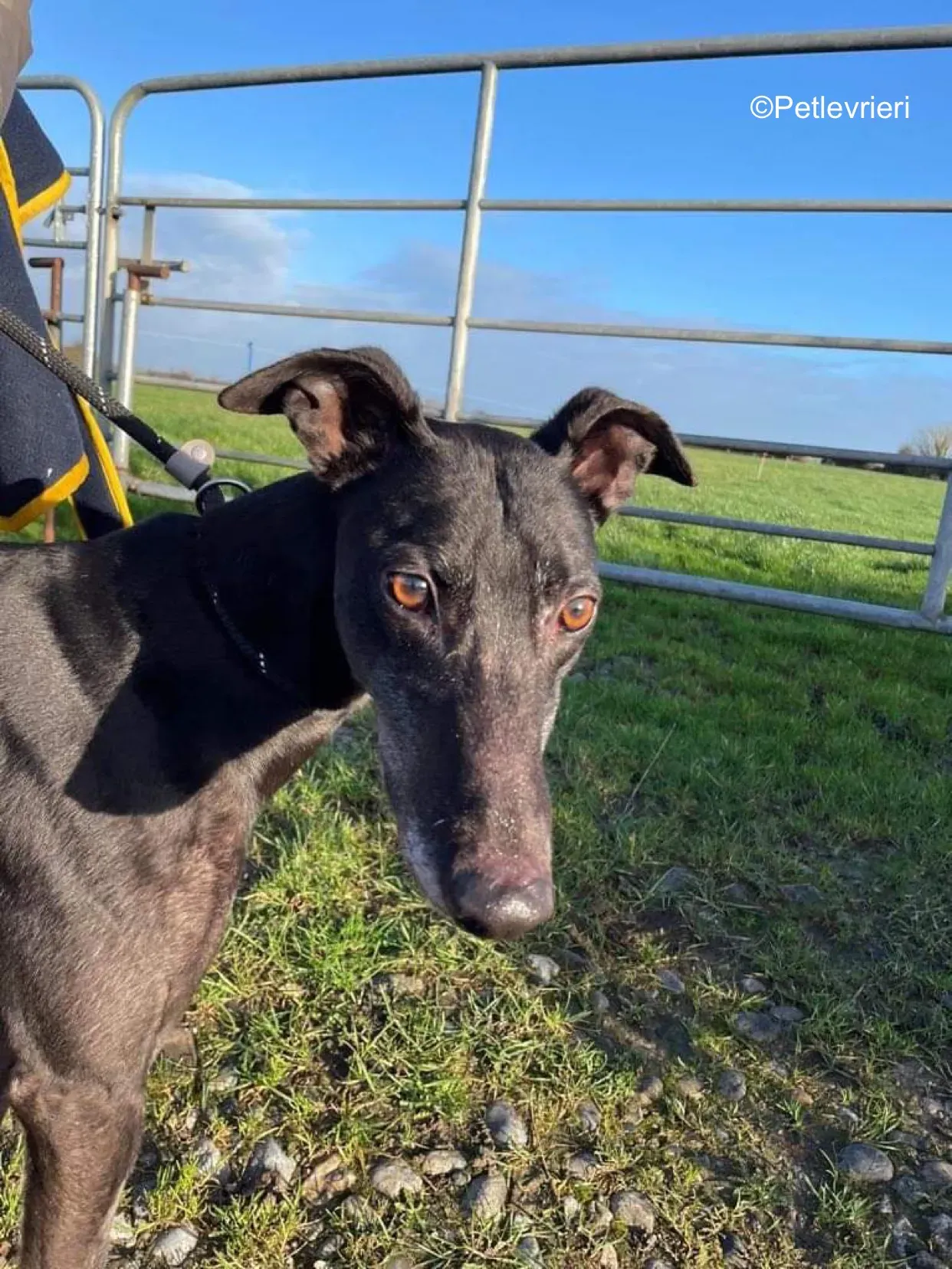 paddy adozione levrieri greyhound 3