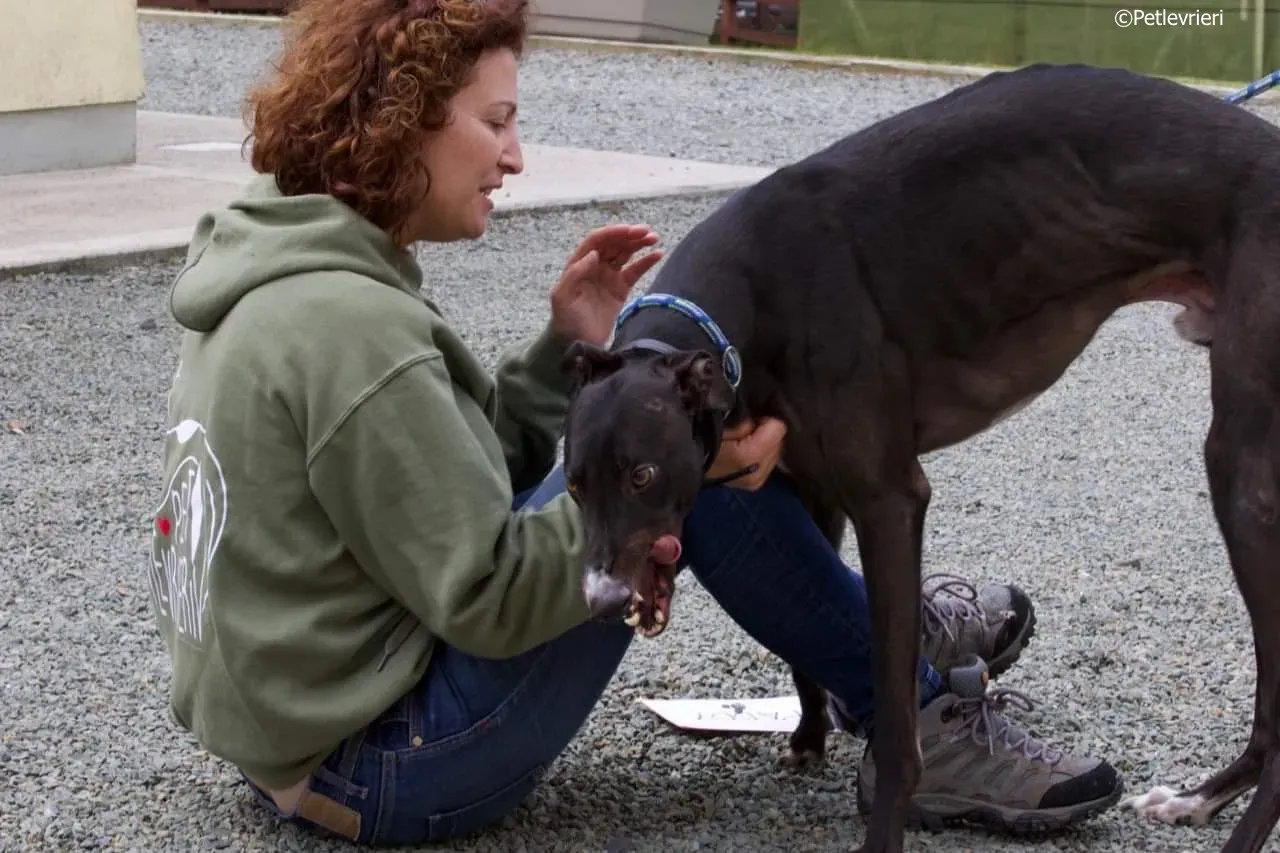 paddy adozione levrieri greyhound 4 1