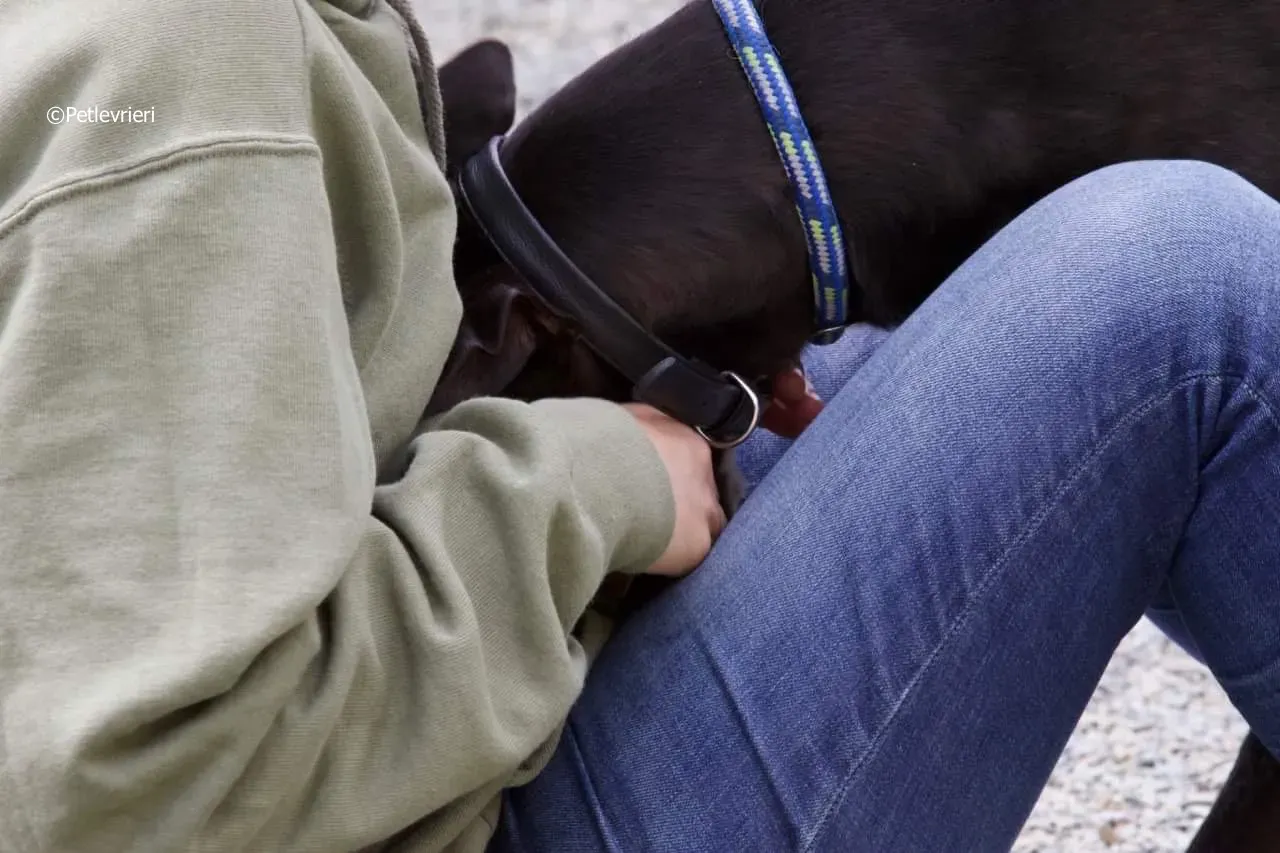 paddy adozione levrieri greyhound 5 1