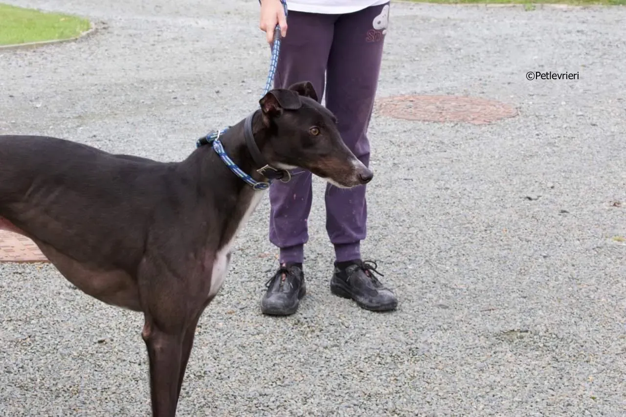 paddy adozione levrieri greyhound 6 1
