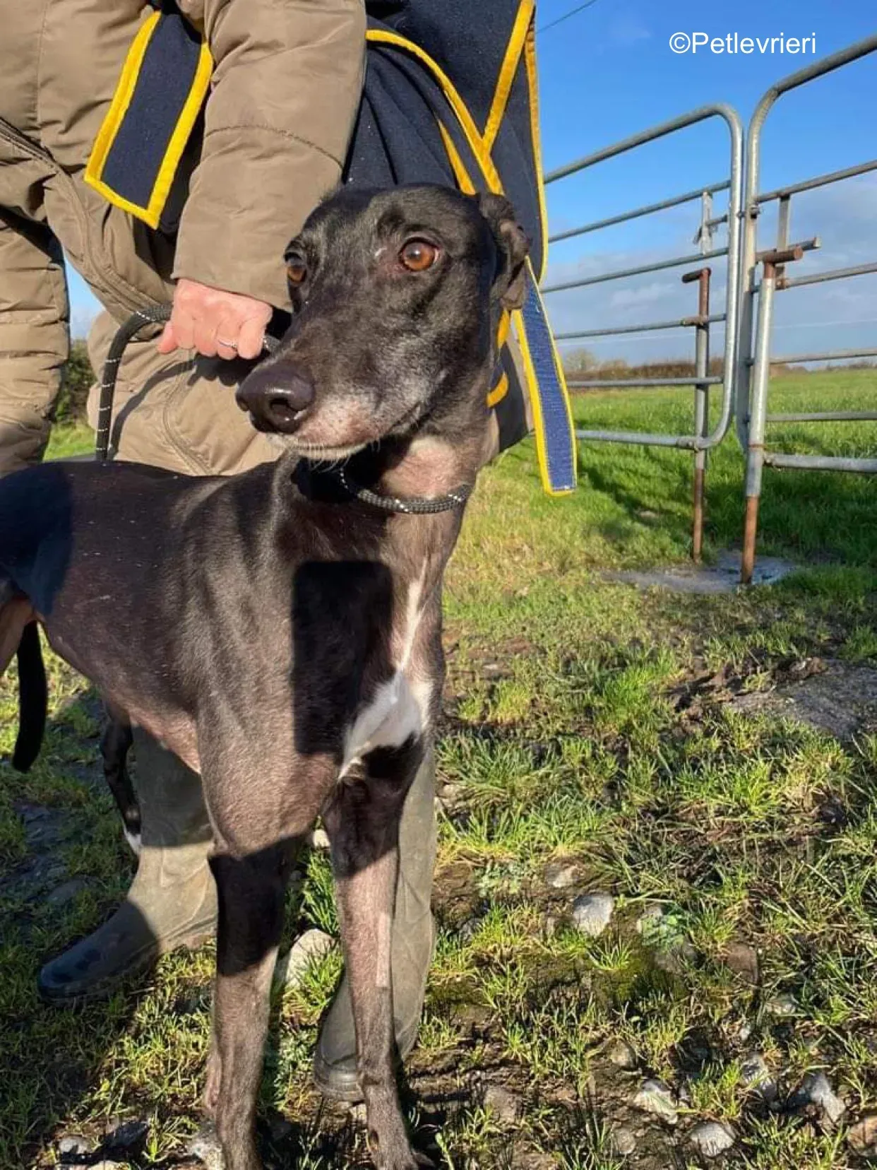 paddy adozione levrieri greyhound 2