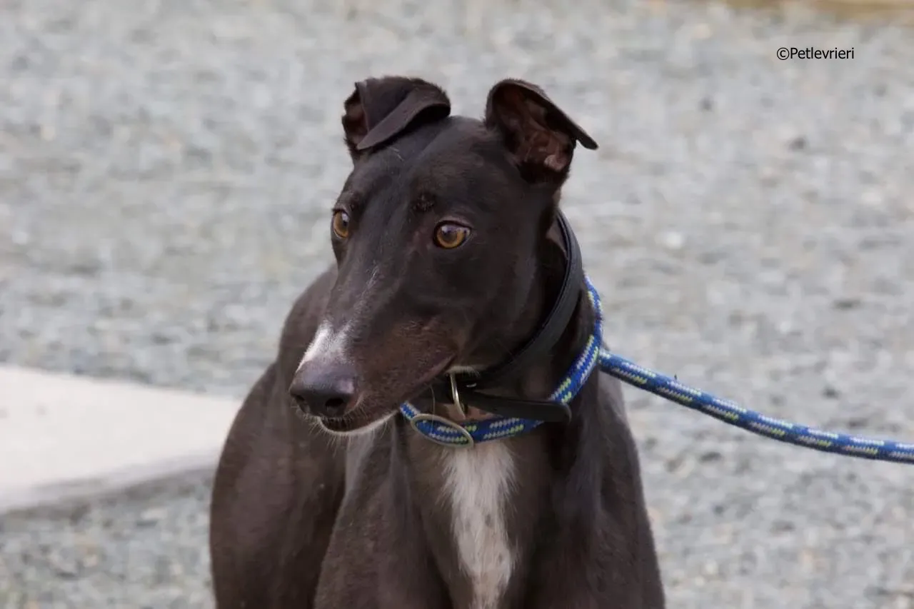 paddy adozione levrieri greyhound 7 1