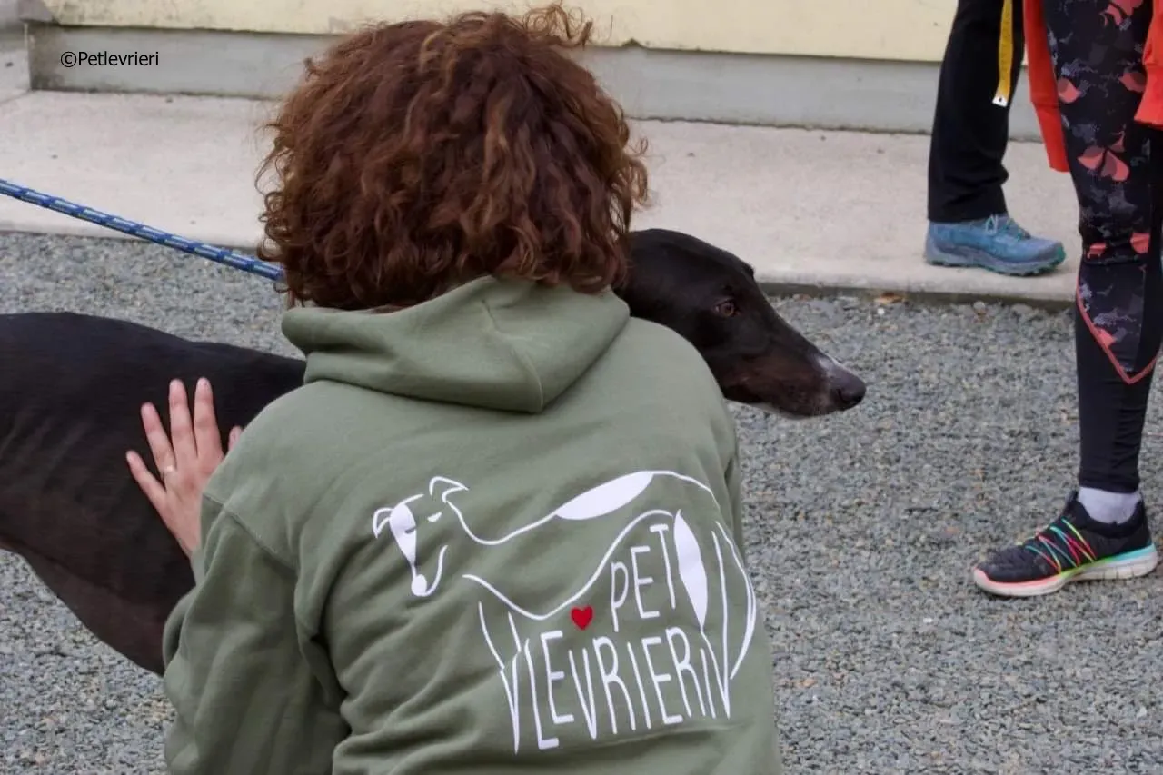 paddy adozione levrieri greyhound 8 1