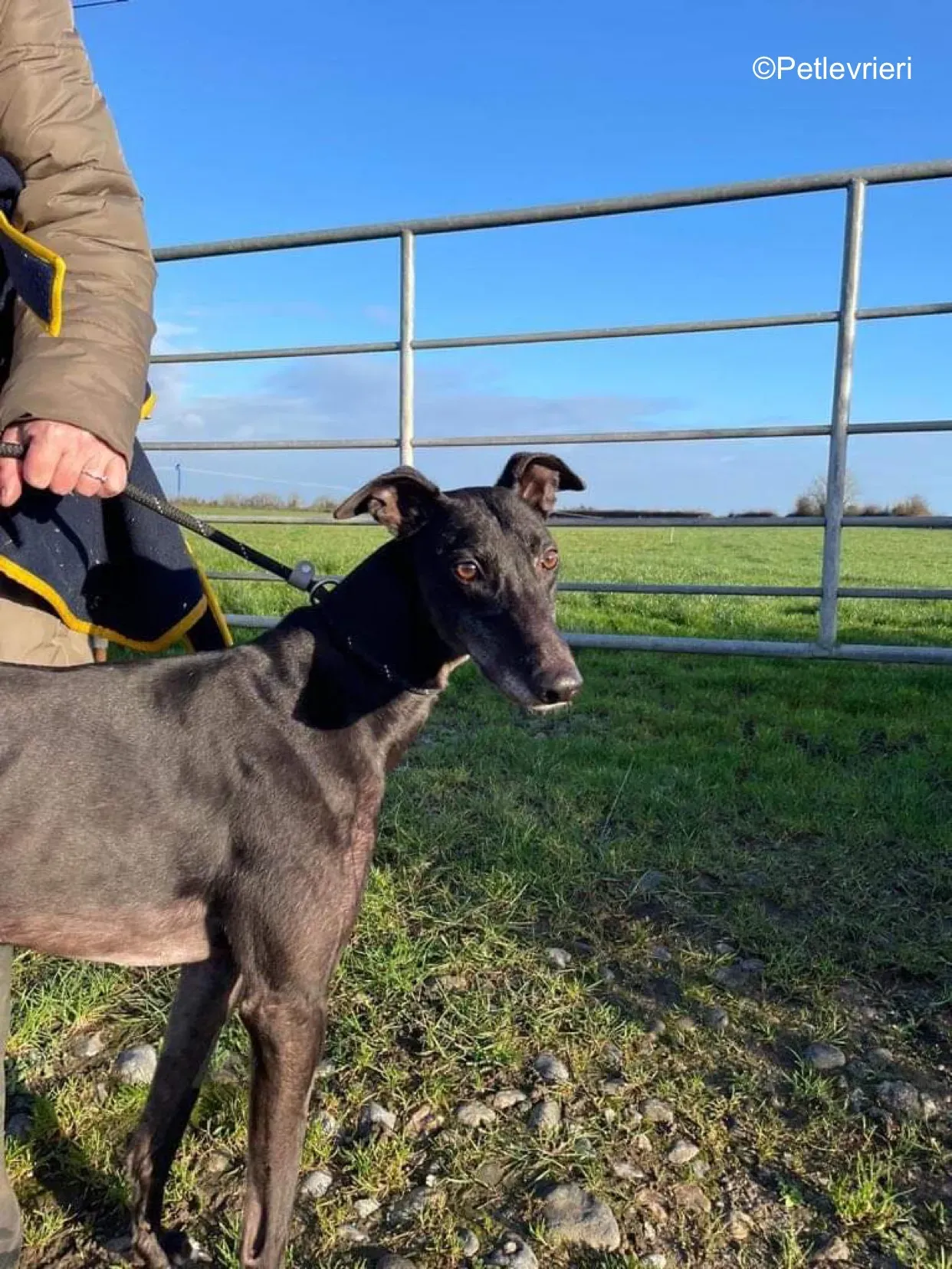 paddy adozione levrieri greyhound 8