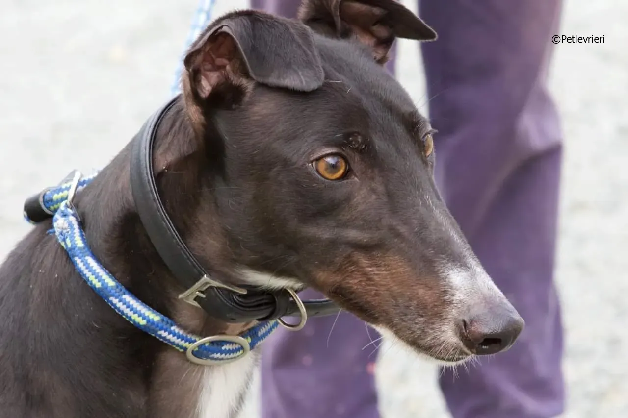 paddy adozione levrieri greyhound 9 1