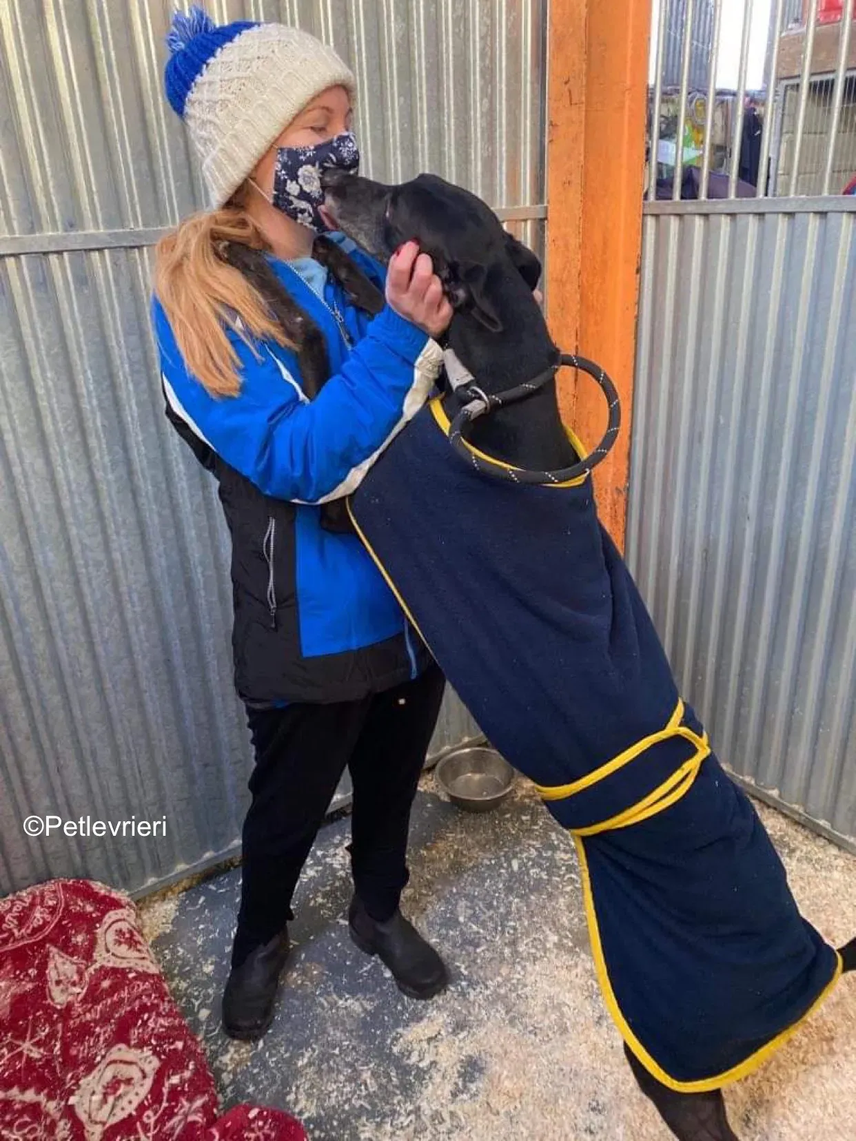 paddy adozione levrieri greyhound 9